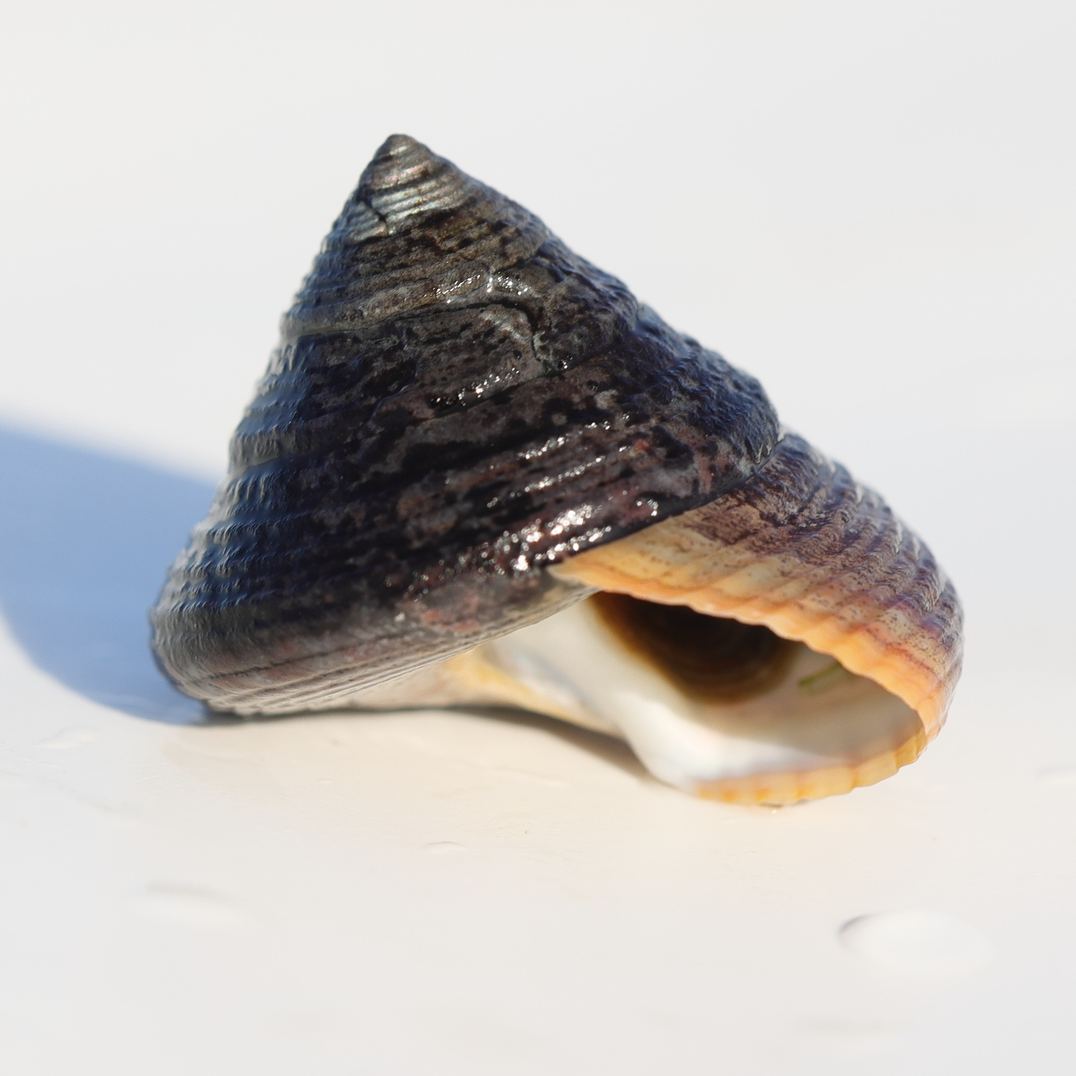 calliostoma_zizyphinum5md