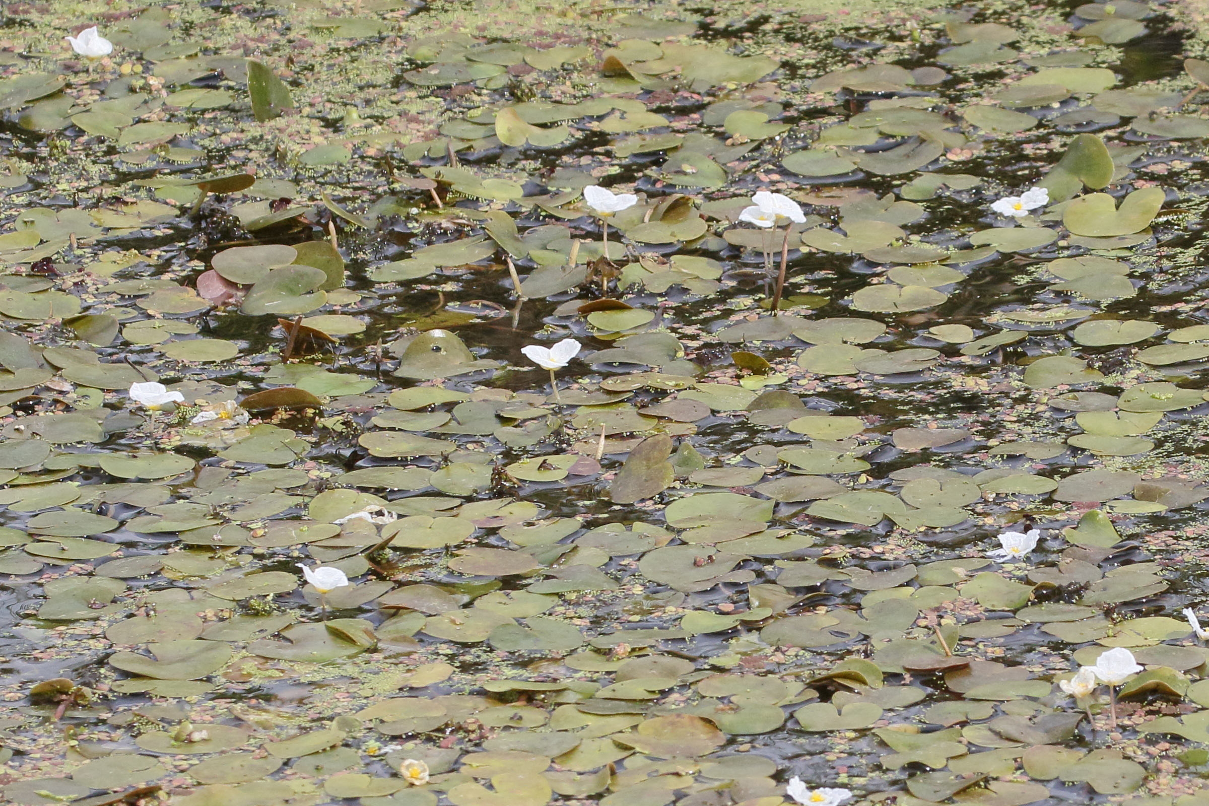 hydrocharis_morsus-ranae1md