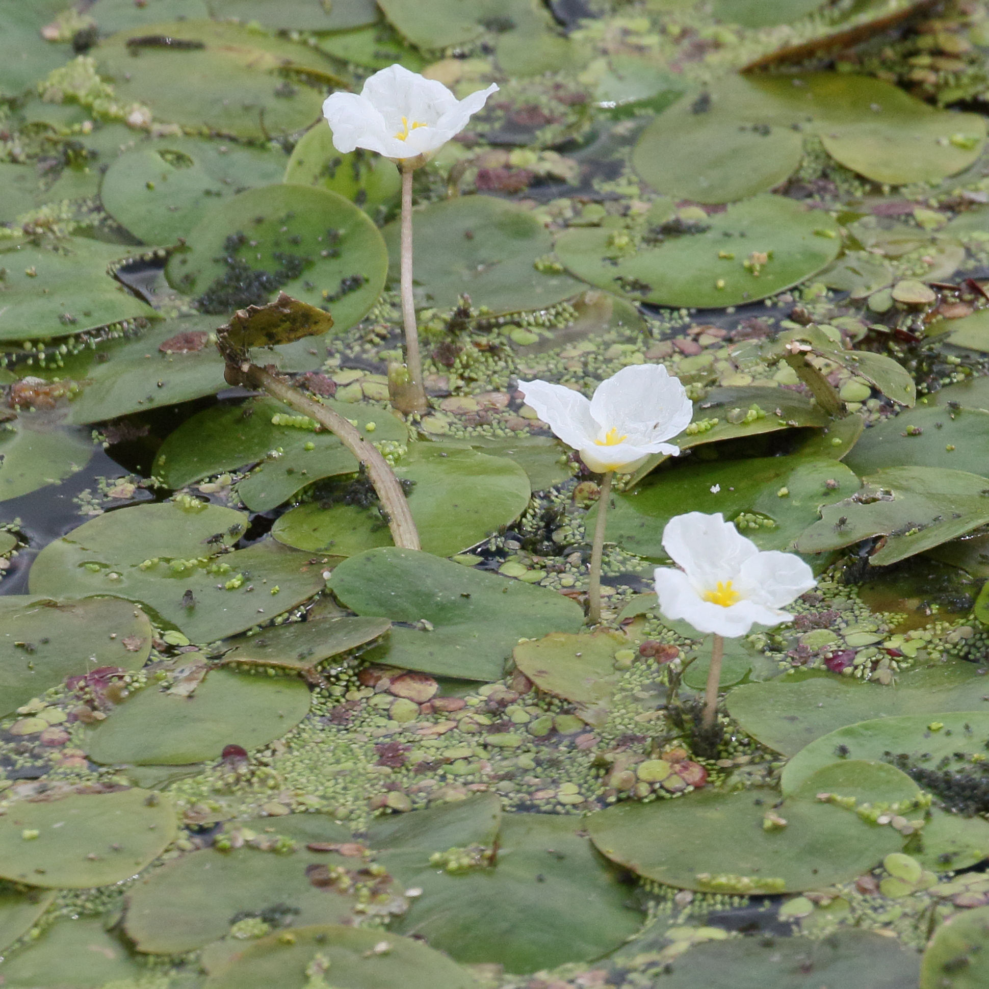 hydrocharis_morsus-ranae3md