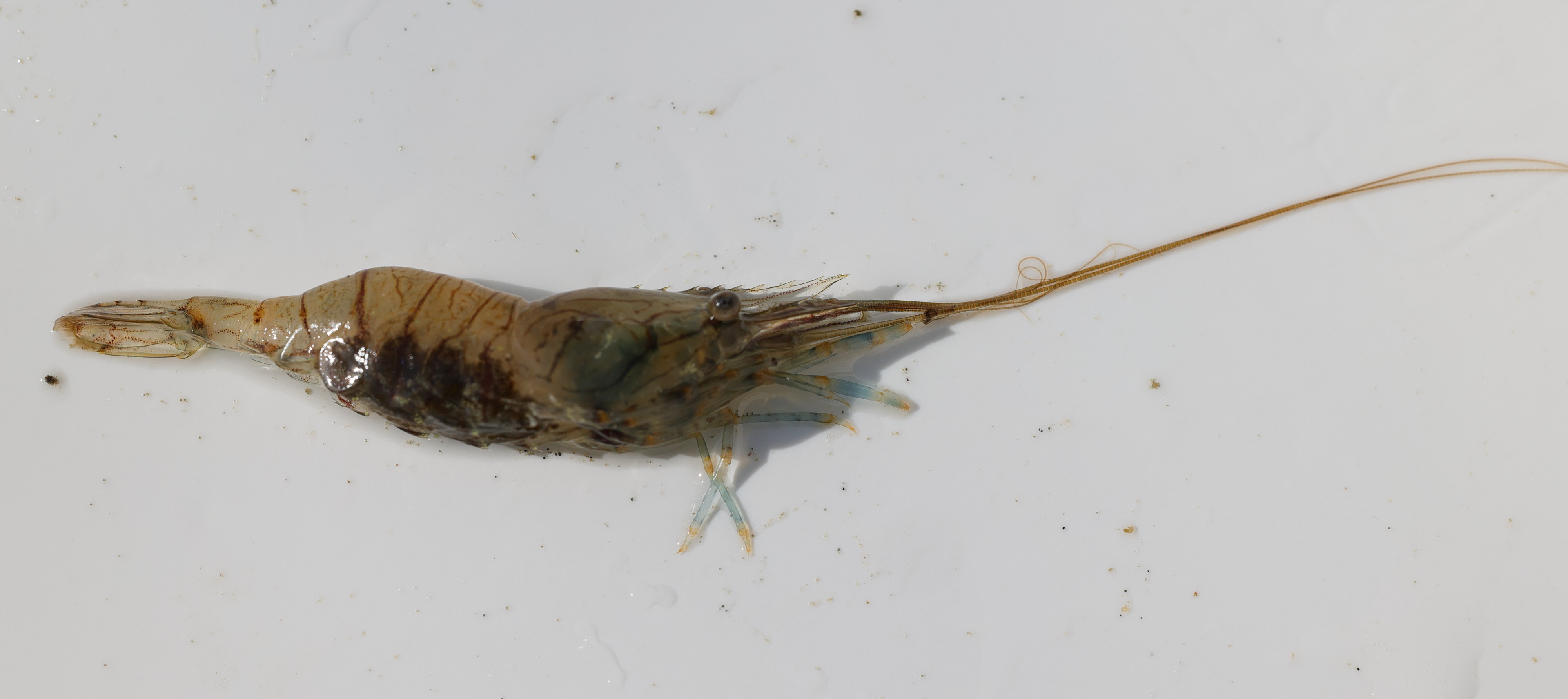 Afficher le média palaemon_elegans5md palaemon_elegans5md