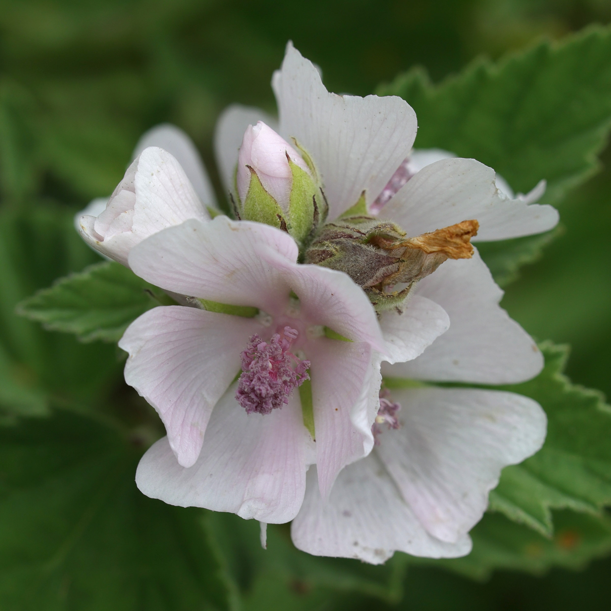althaea_officinalis2md