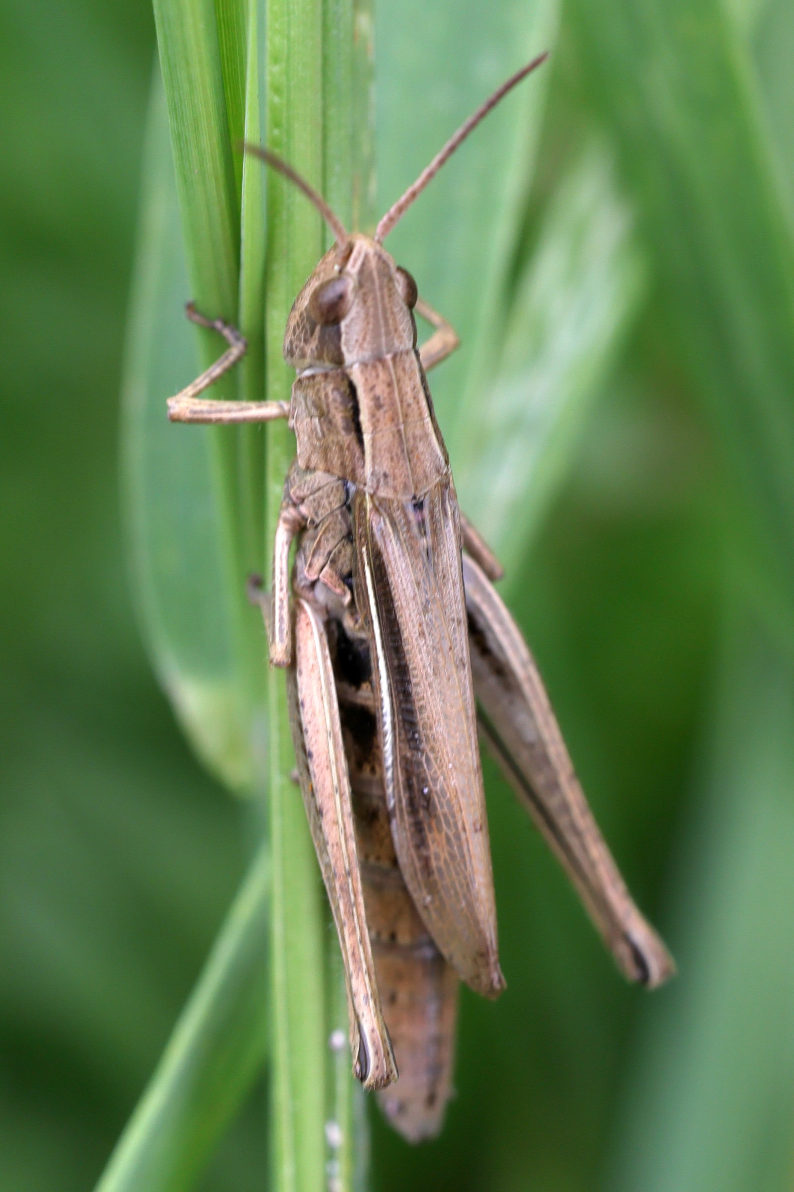 chorthippus_albomarginatus4md