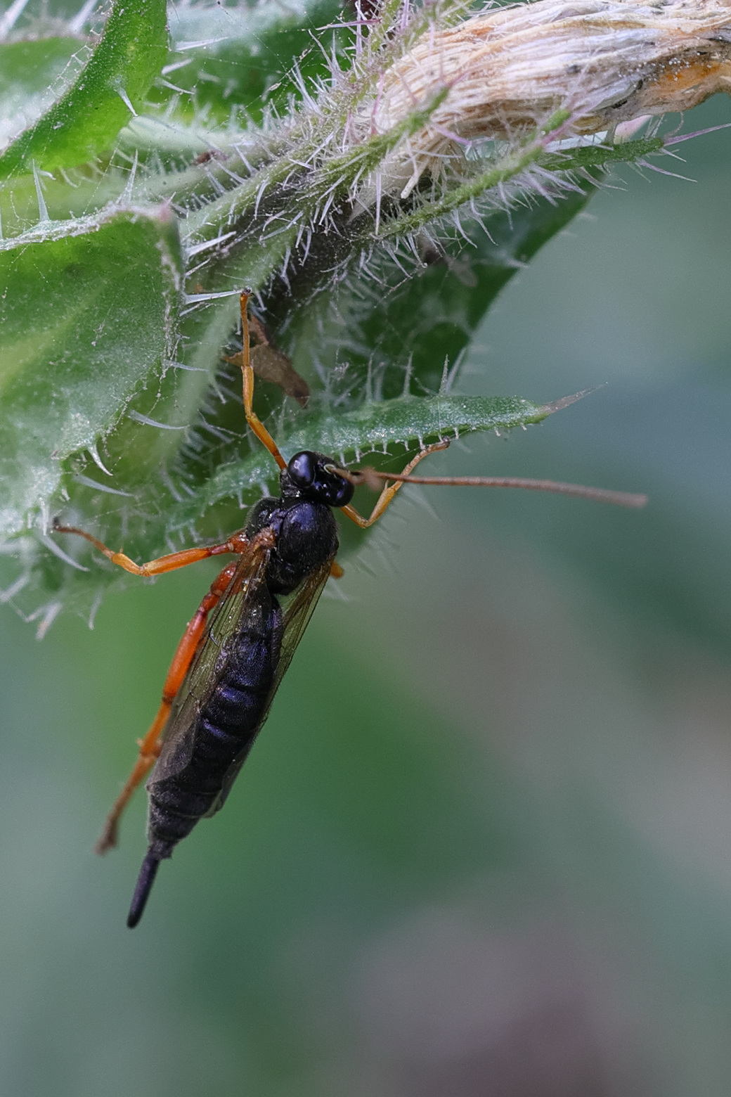 apechthis_compoctor1md