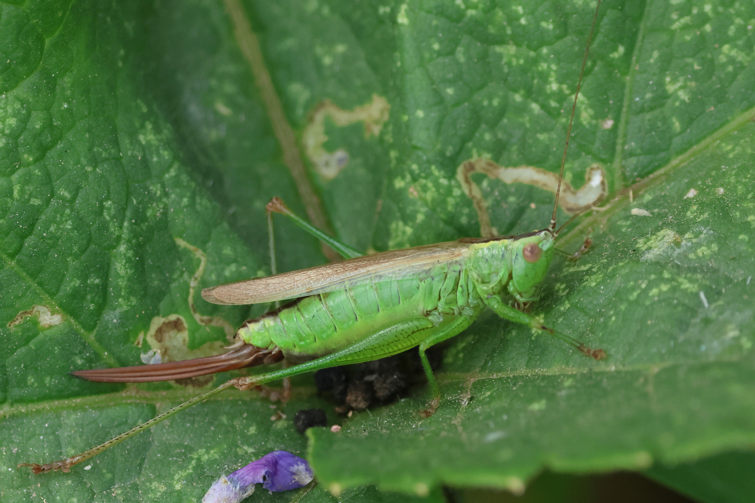 conocephalus_fuscus5bd