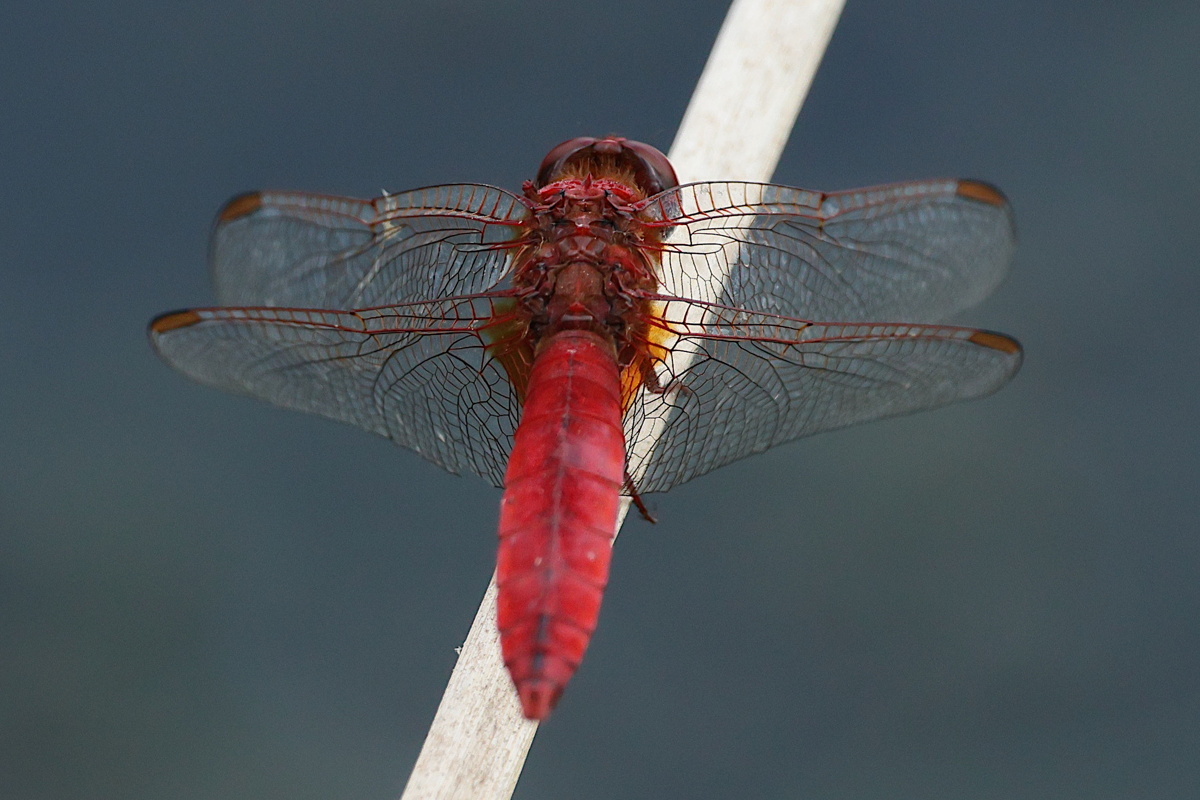 crocothemis_erythraea10bd