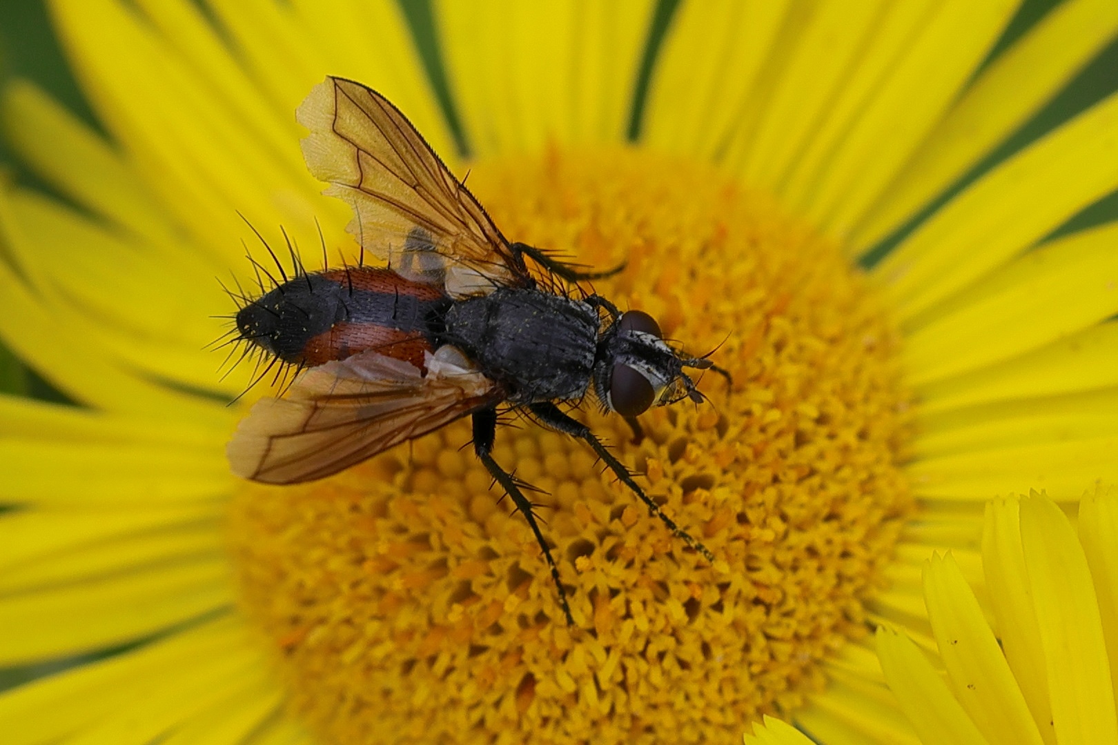 Afficher le média eriothrix_rufomacularus3mdjpg eriothrix_rufomacularus3mdjpg