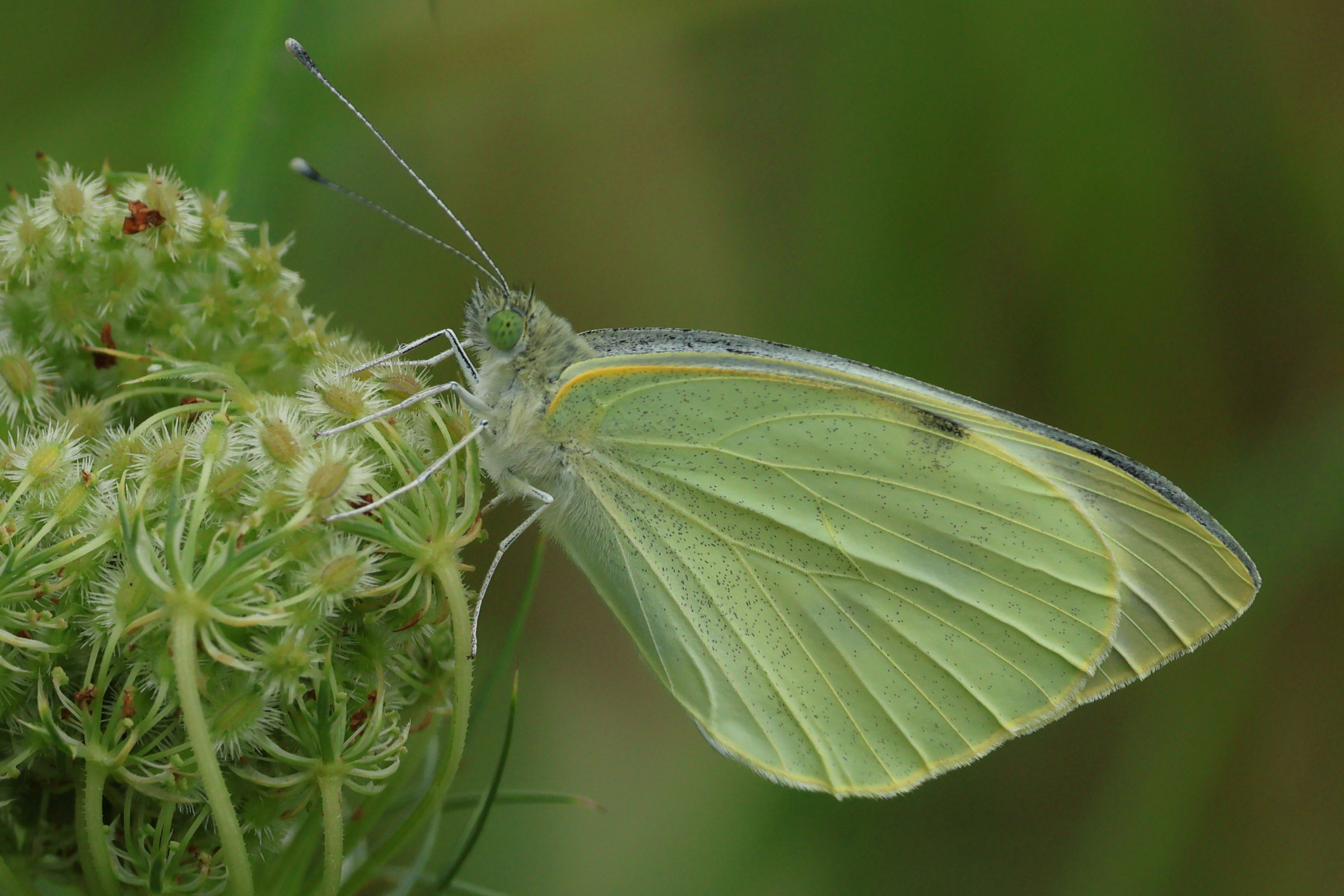 pieris_brassicae4bd