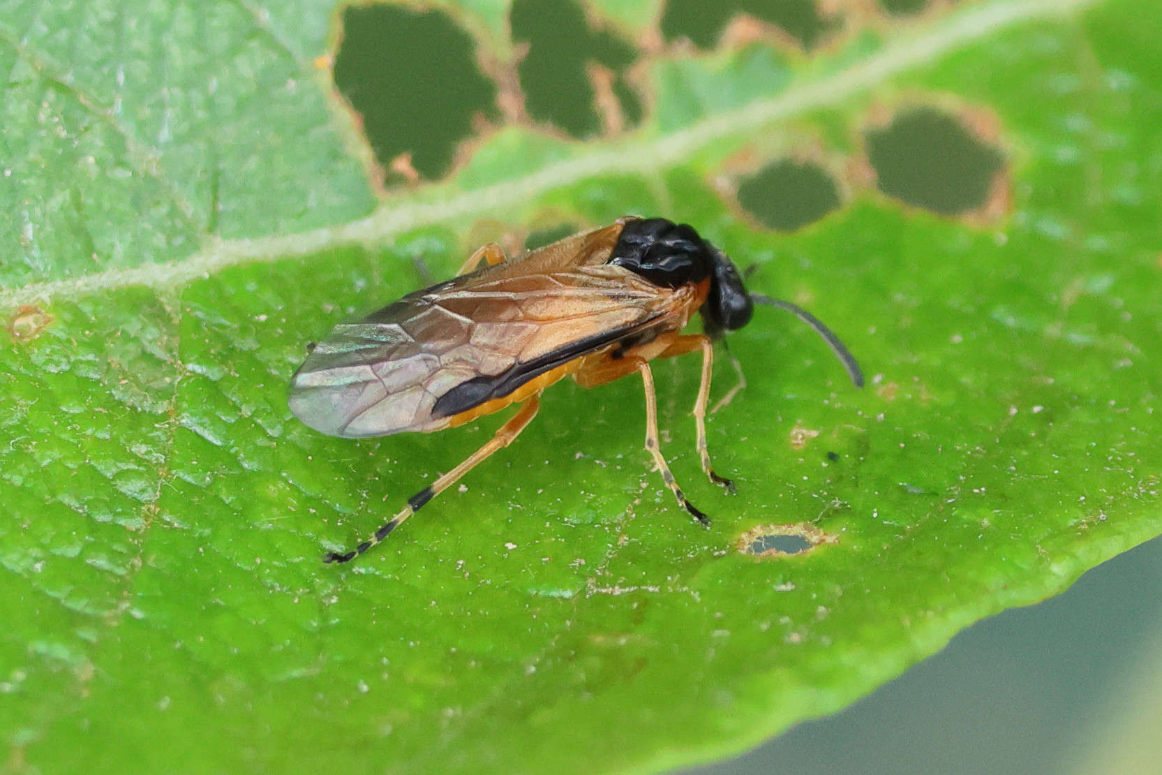 athalia_circularis1bd