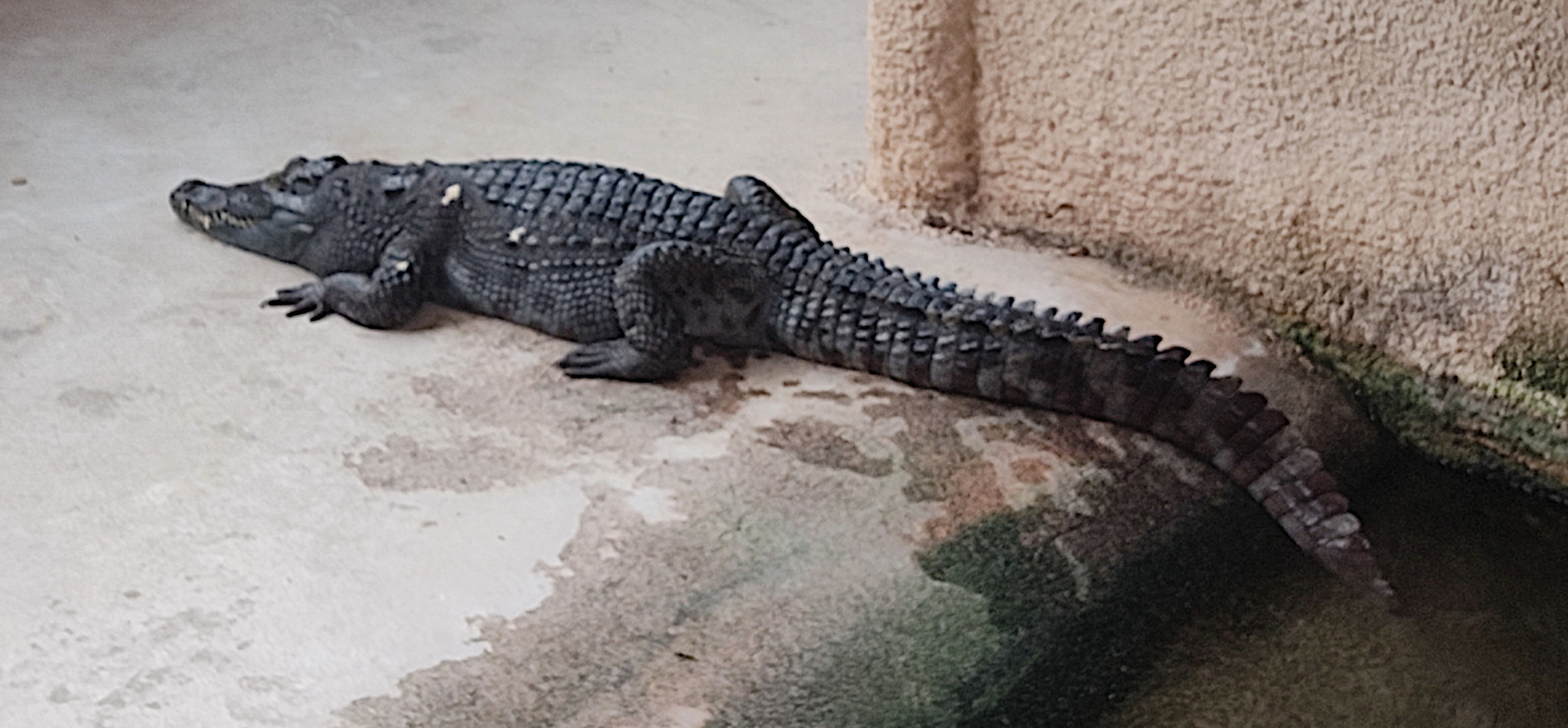 crocodylus_rhombifer1bd