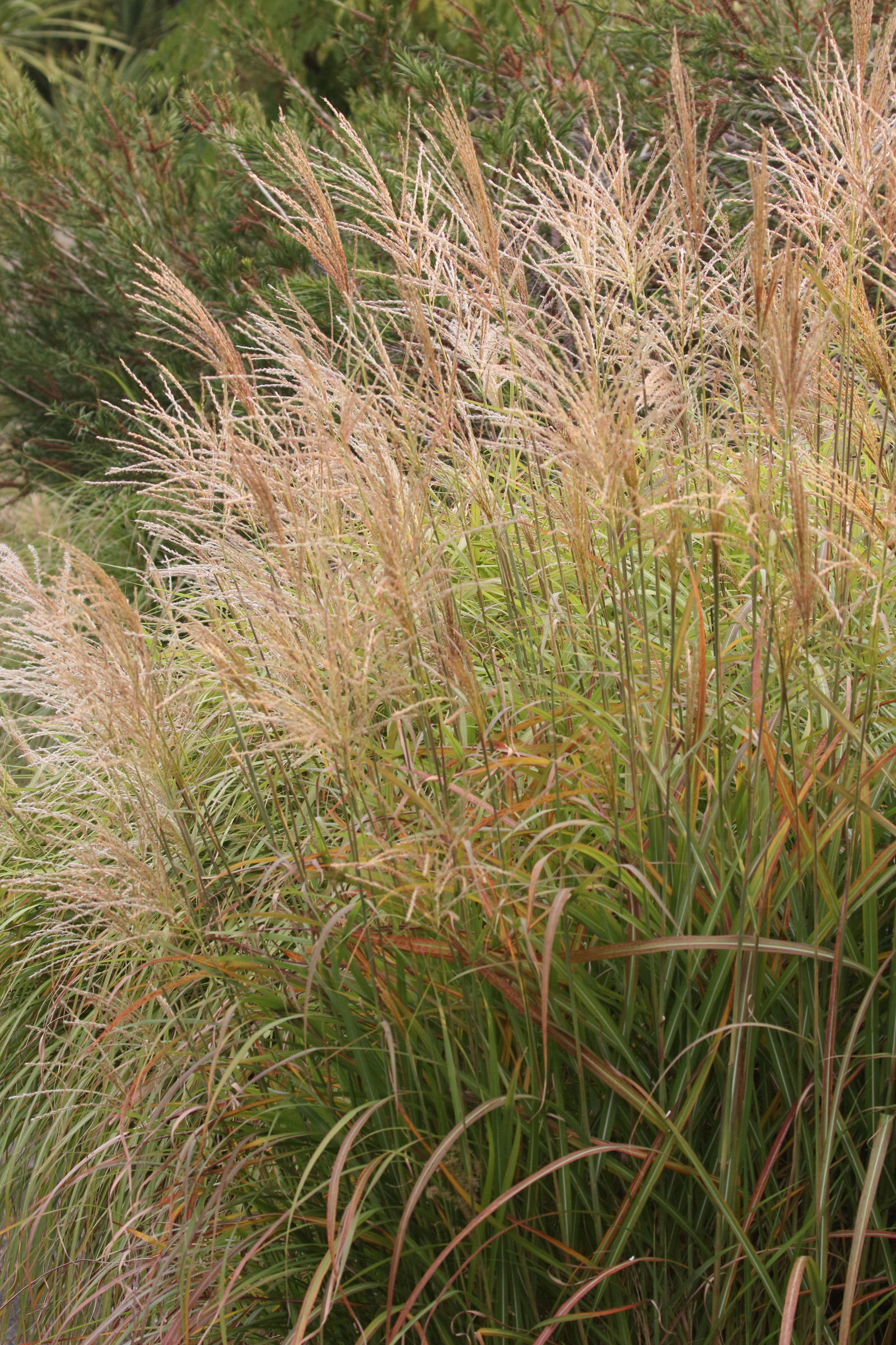 Afficher le média miscanthus_sinensis6md miscanthus_sinensis6md