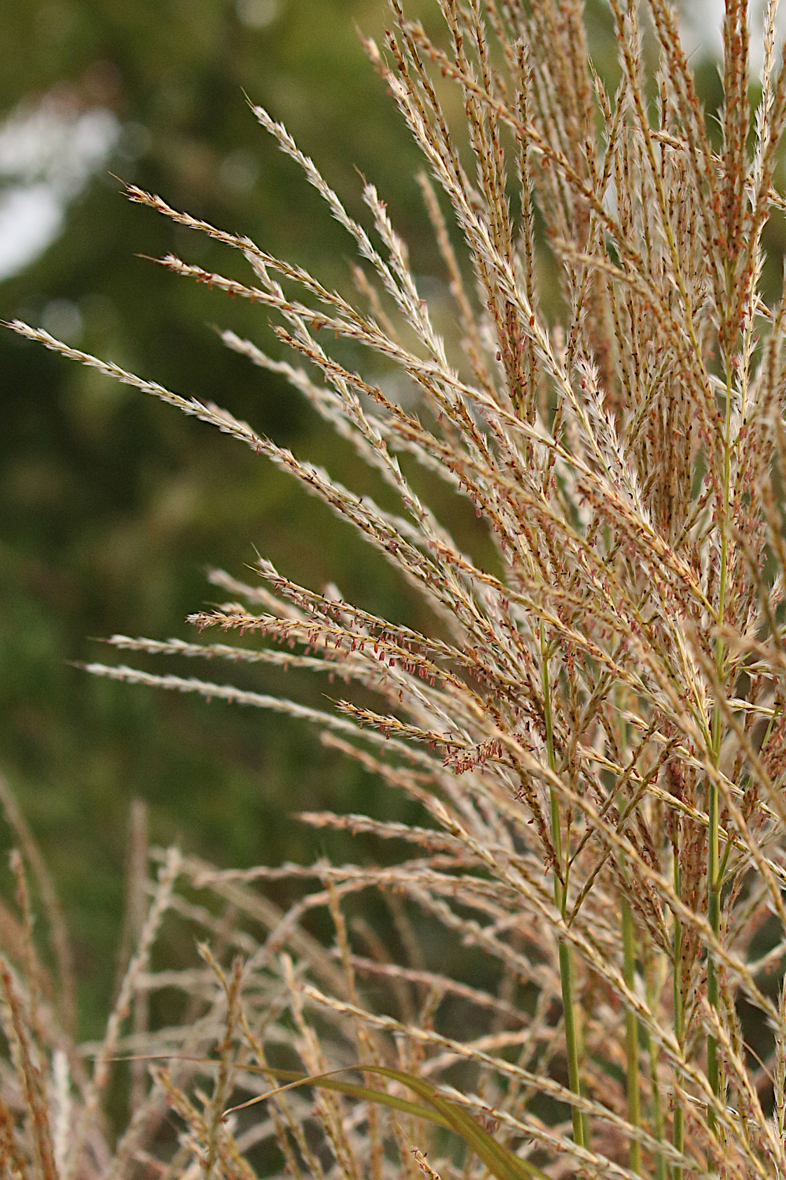 Afficher le média miscanthus_sinensis7md miscanthus_sinensis7md
