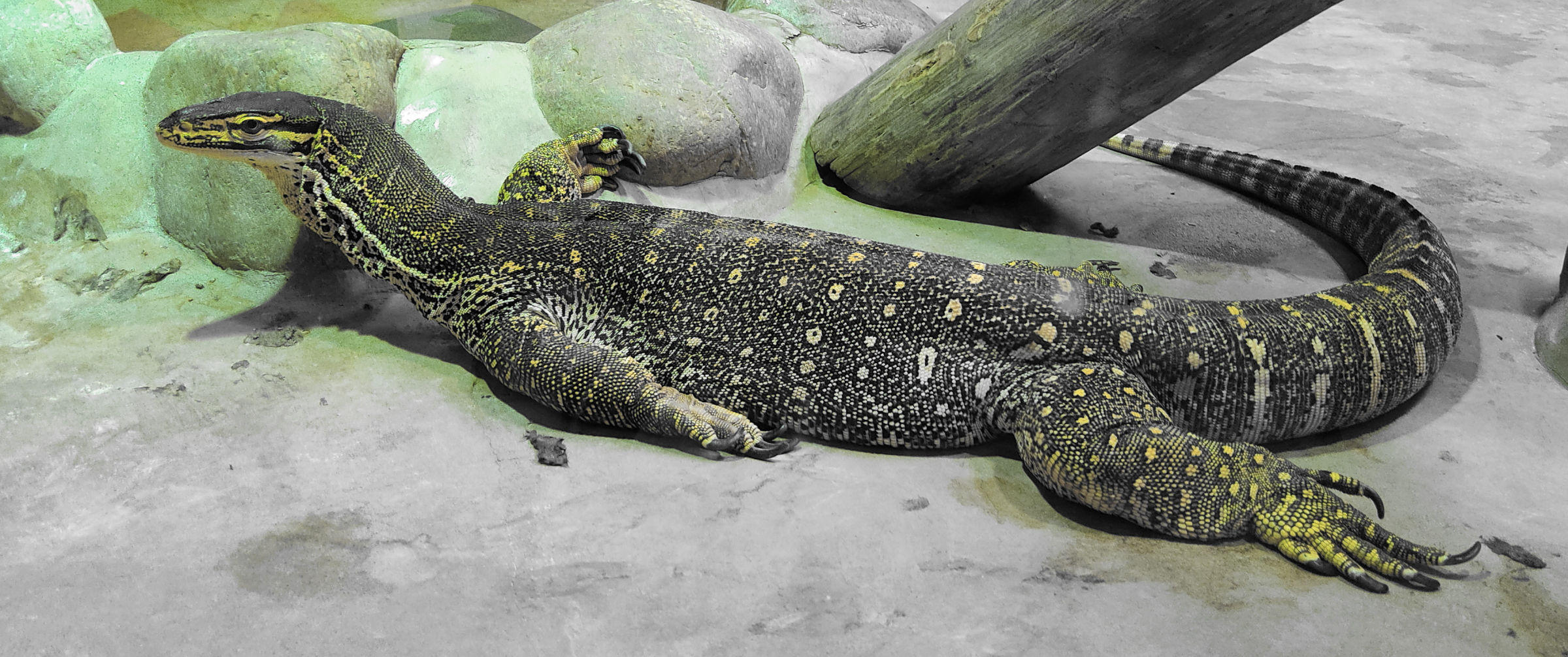 varanus_gouldii3bd