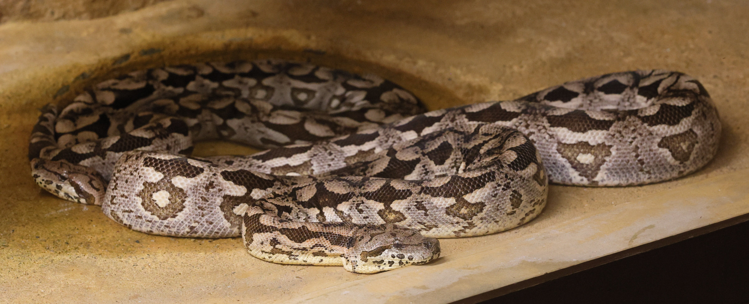 acrantophis_dumerili2md