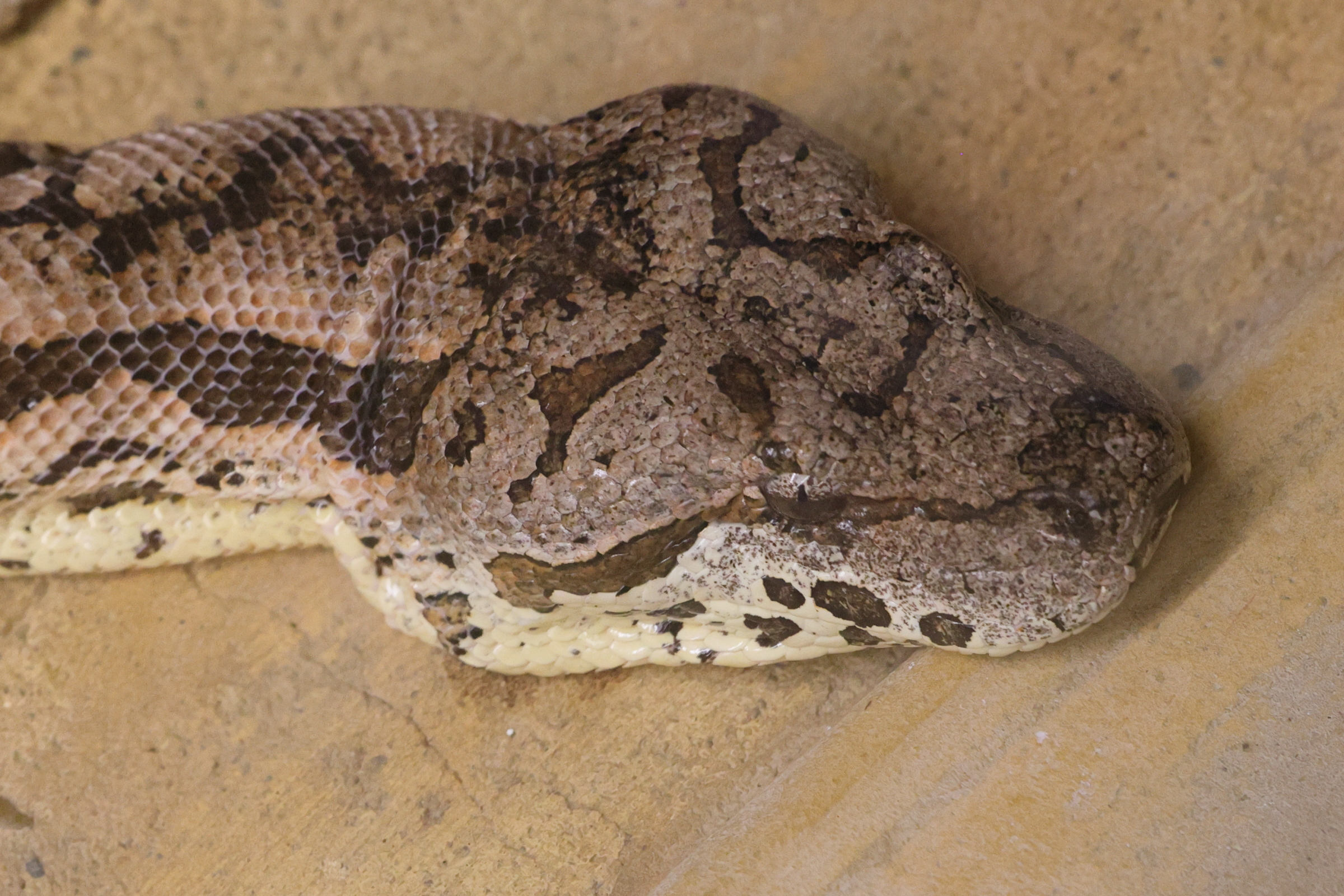 acrantophis_dumerili3md