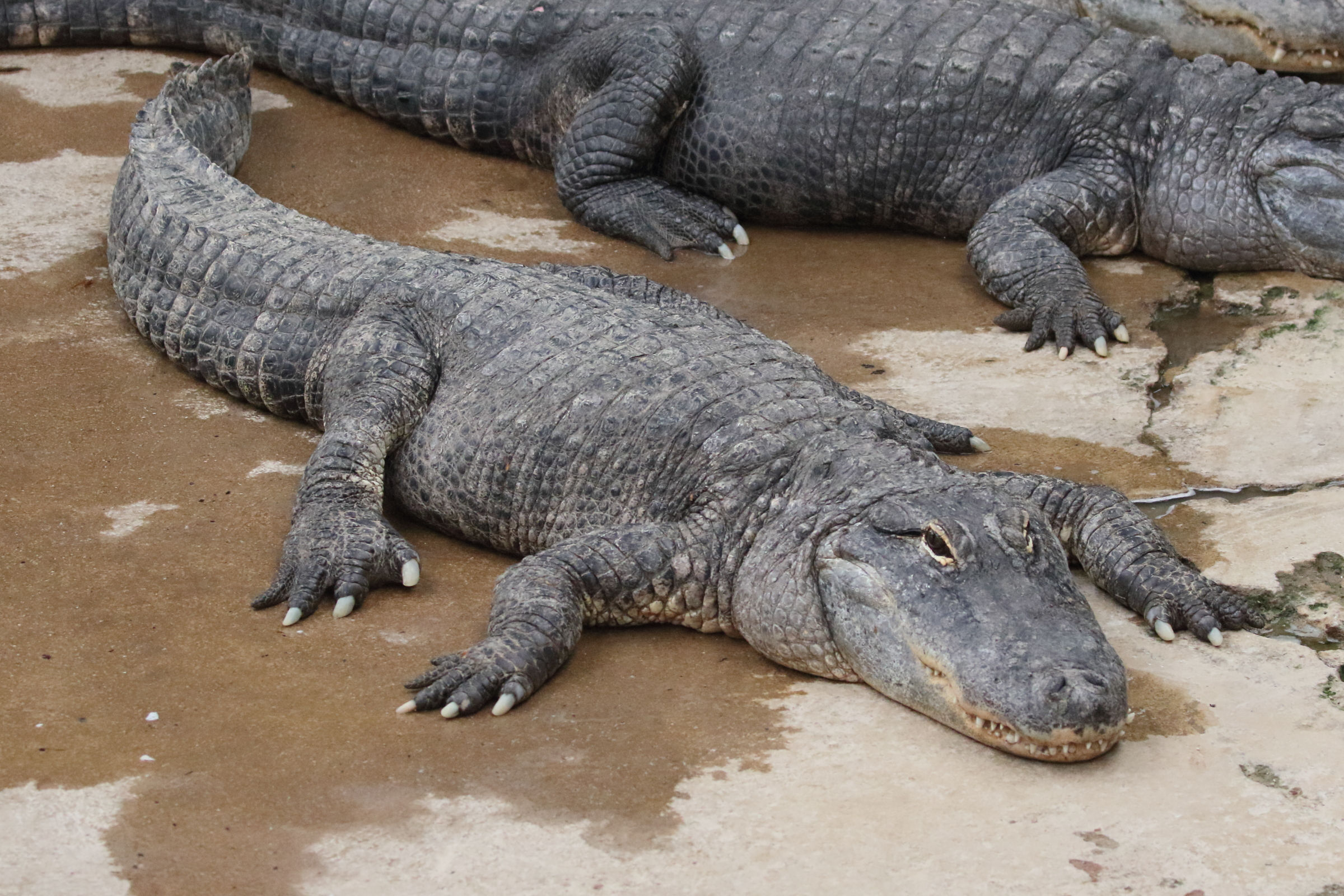 Afficher le média alligator_mississipiensis5md alligator_mississipiensis5md