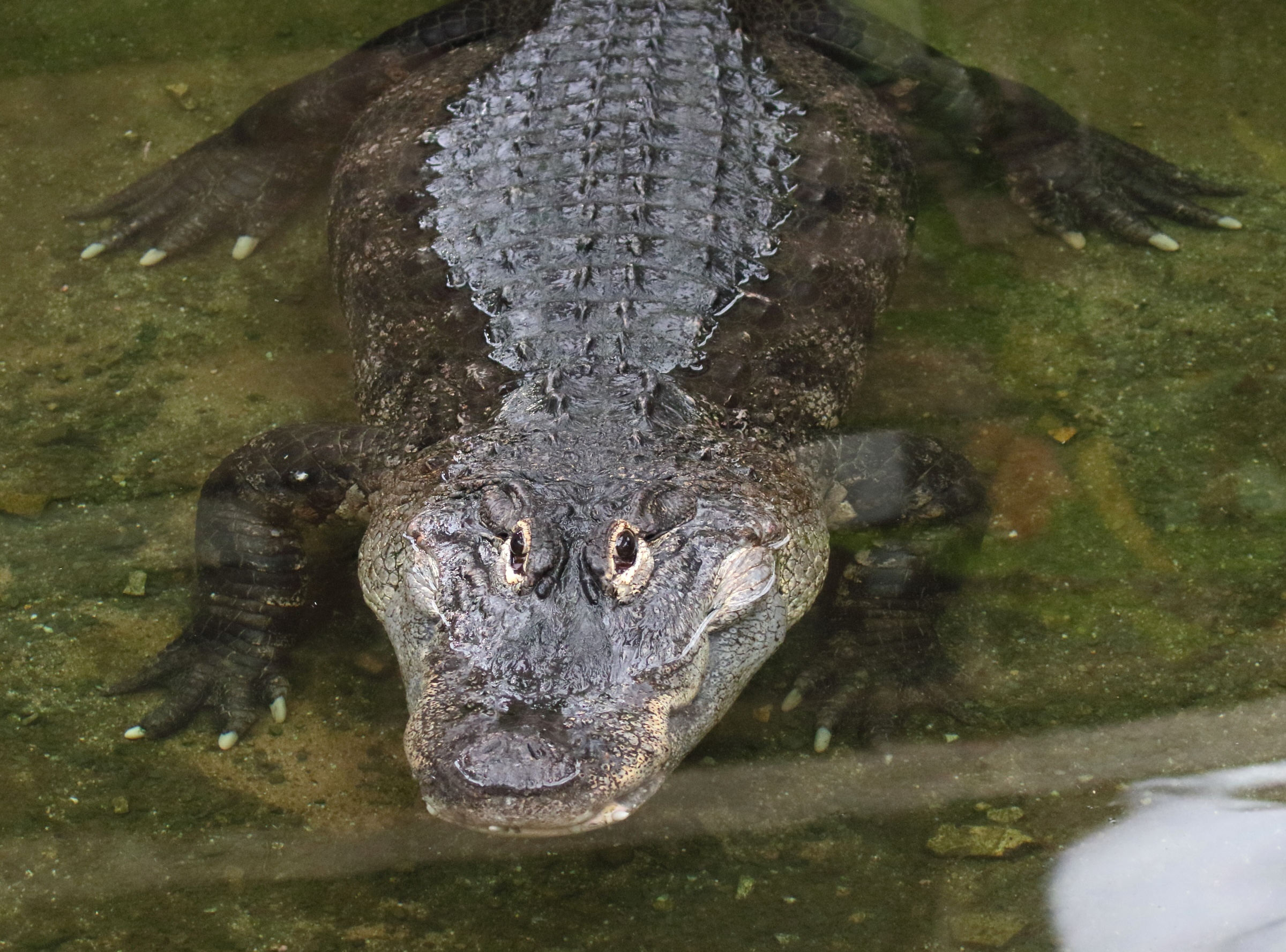 Afficher le média alligator_mississipiensis6md alligator_mississipiensis6md