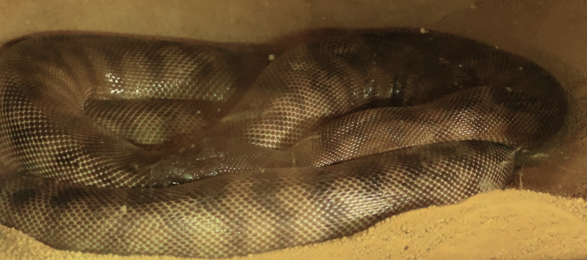 aspidites_melanocephalus1bd