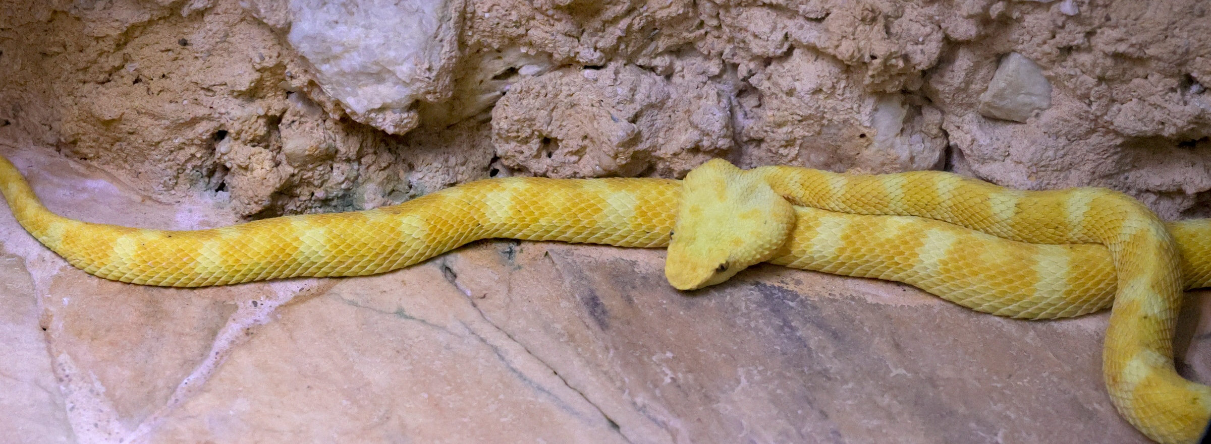 bothriechis_schlegelii3md