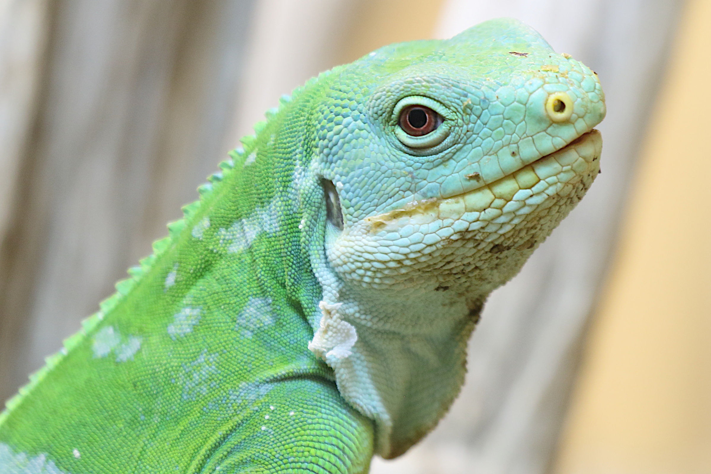 brachylophus_fasciatus2md