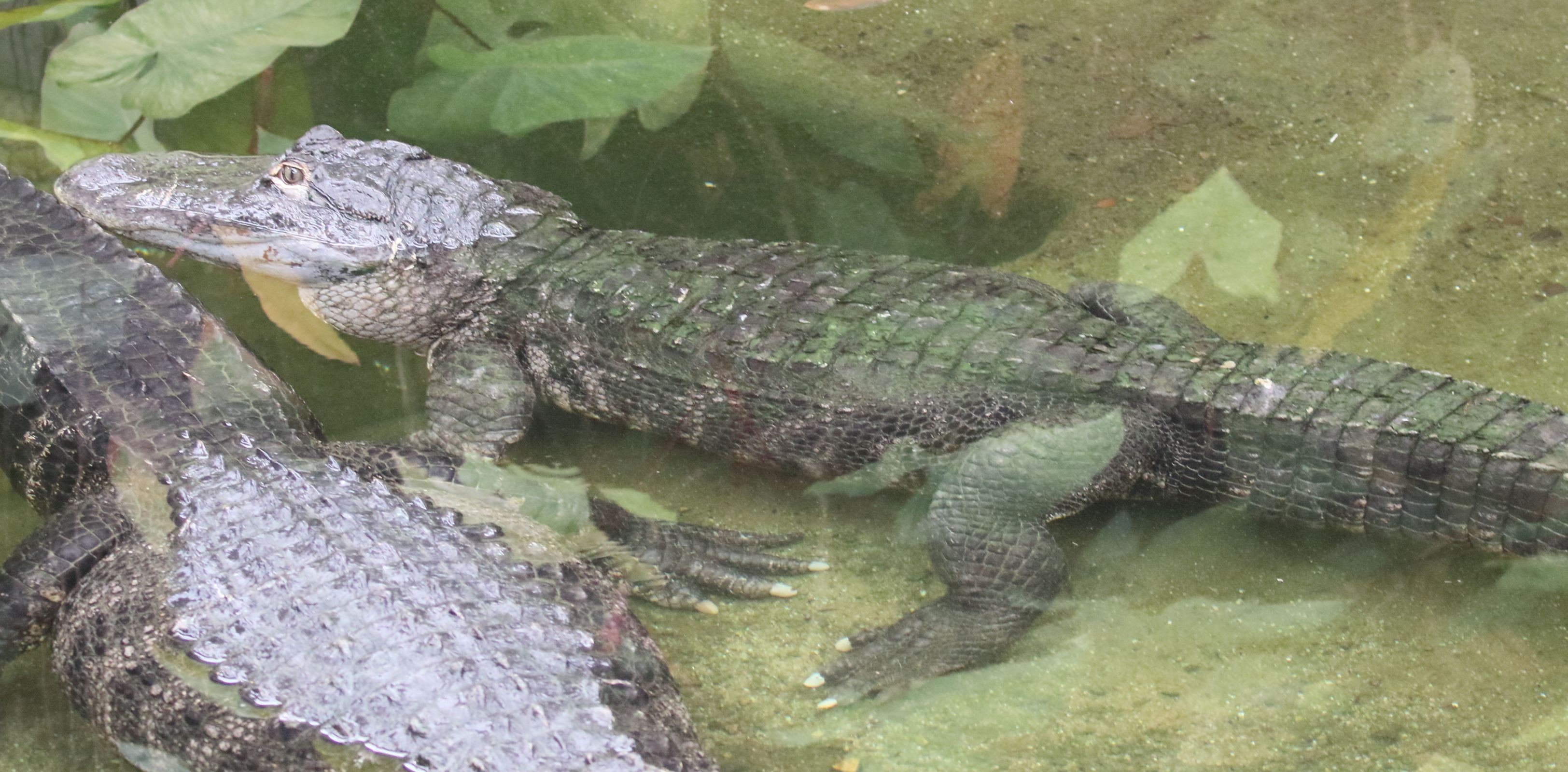 caiman_latirostris1md