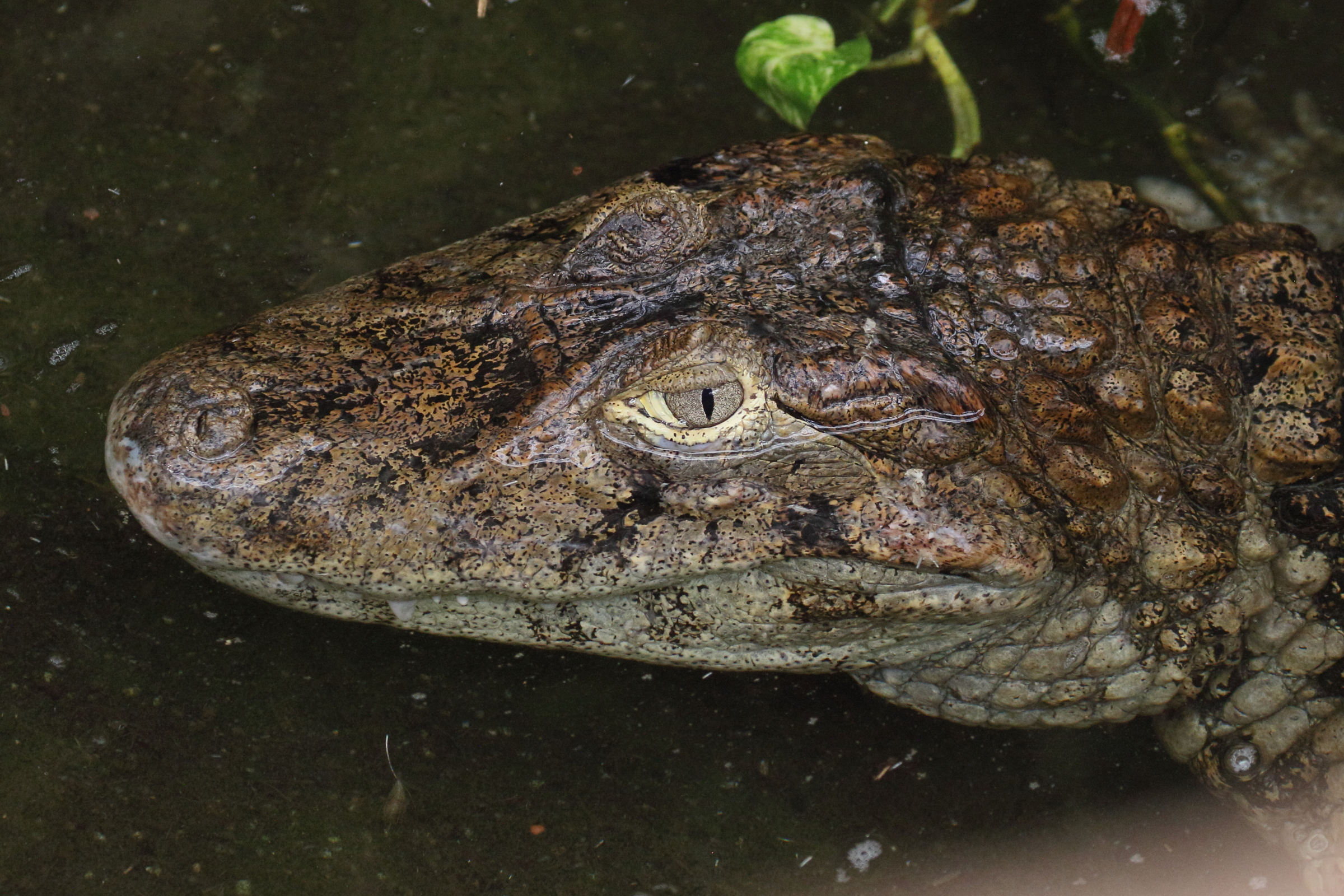 caiman_latirostris2md