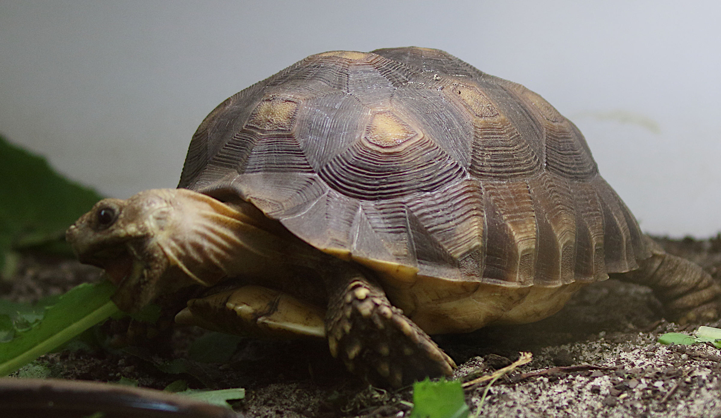 Afficher le média centrochelys_sulcata_juv1md centrochelys_sulcata_juv1md