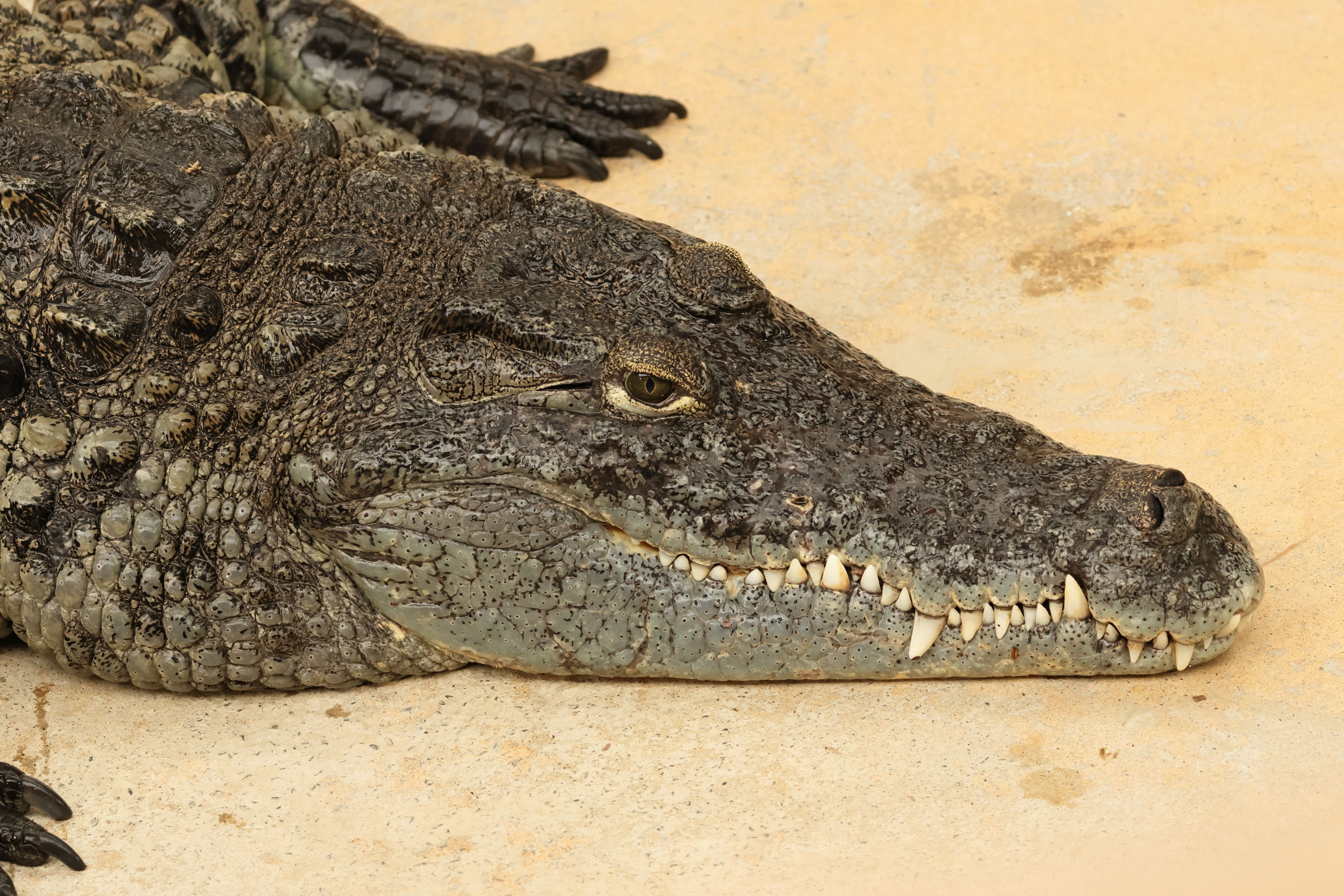 crocodylus_niloticus2bd