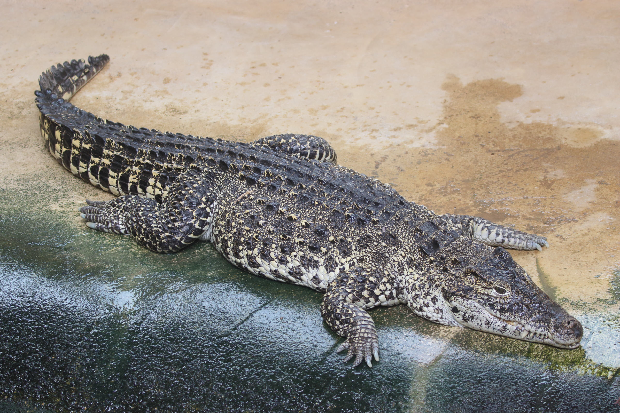 crocodylus_rhombifer2md