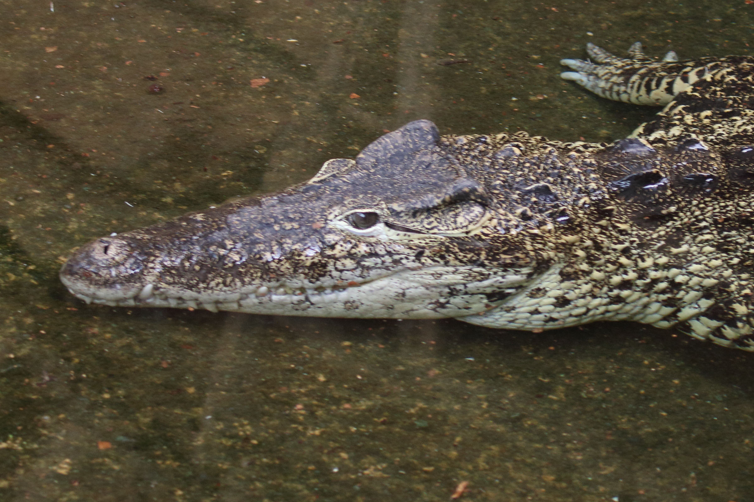 crocodylus_rhombifer3md