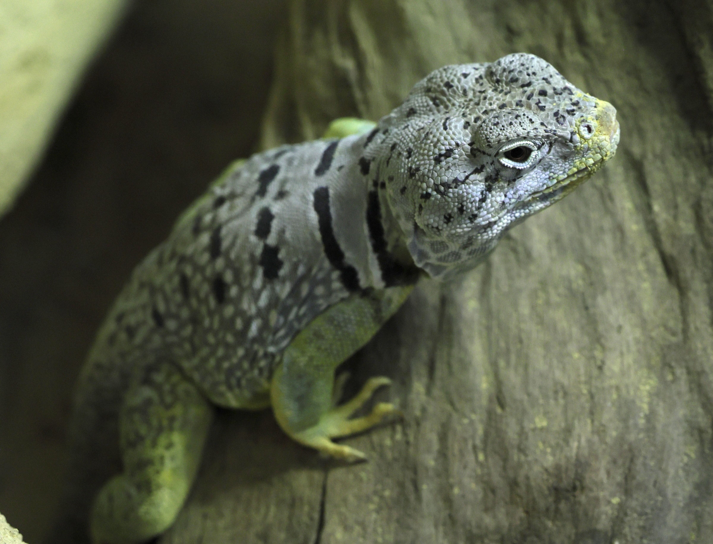 crotaphytus_collaris_collaris1md