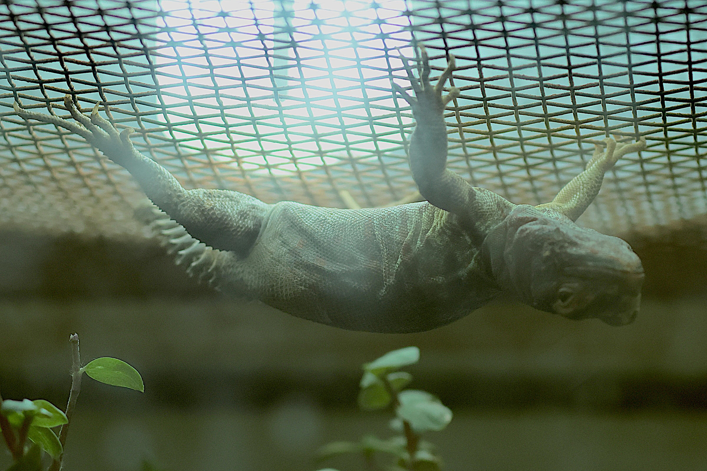 ctenosaura_defensor_juv1bd