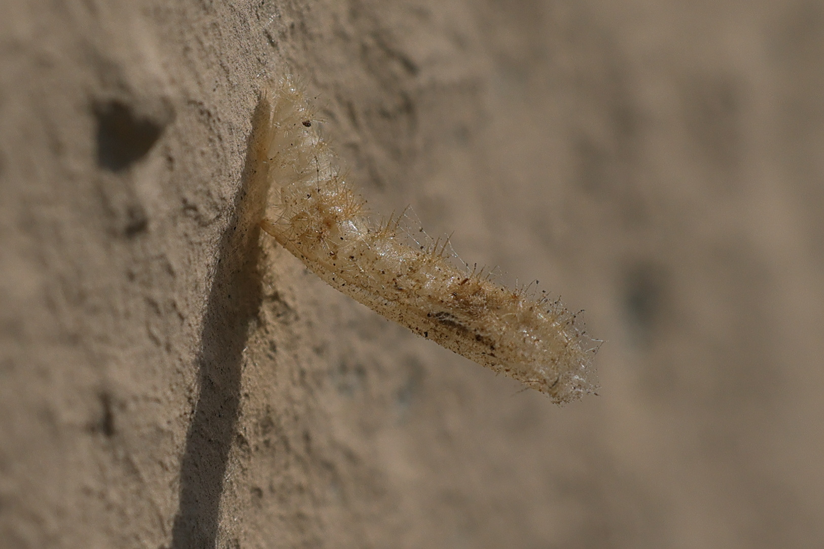 emmelina_monodactyla_chrys2md