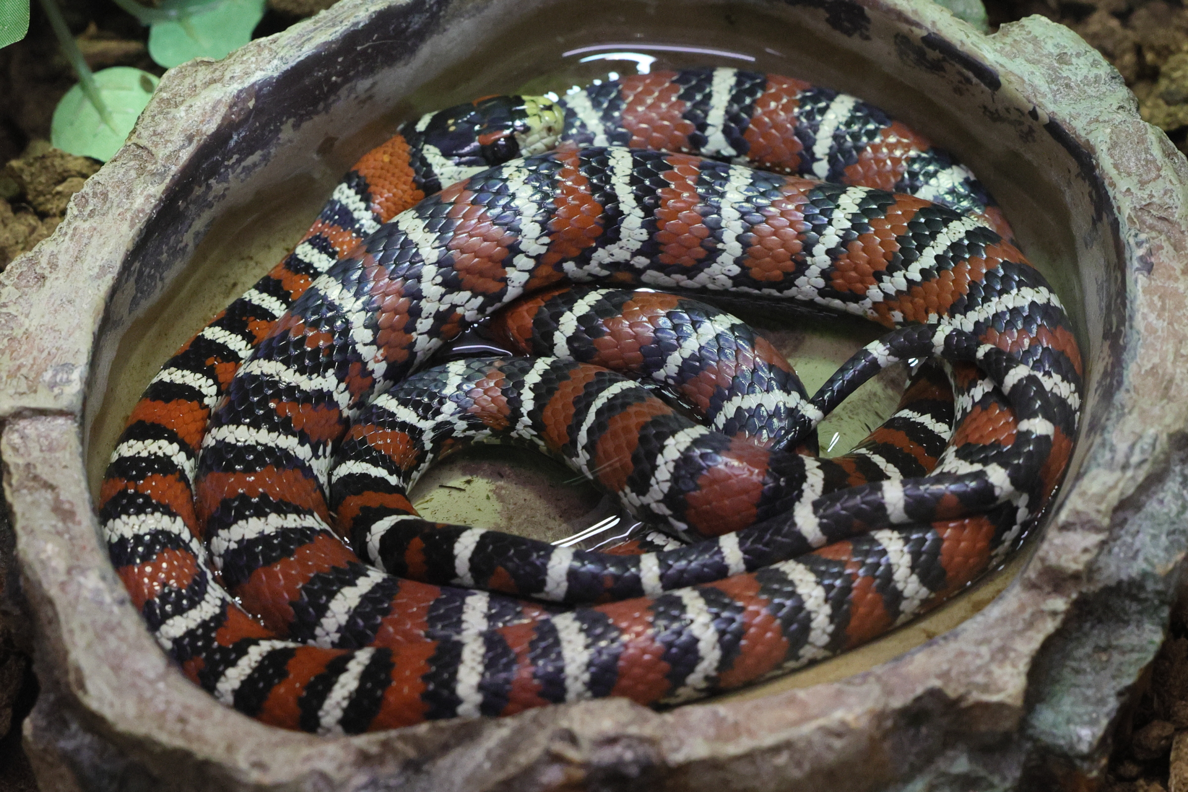 Afficher le média lampropeltis_pyromelana1md lampropeltis_pyromelana1md