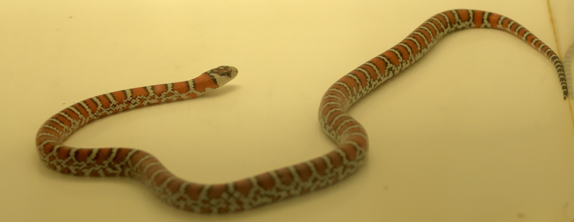 Afficher le média lampropeltis_pyromelana_juv1bd lampropeltis_pyromelana_juv1bd