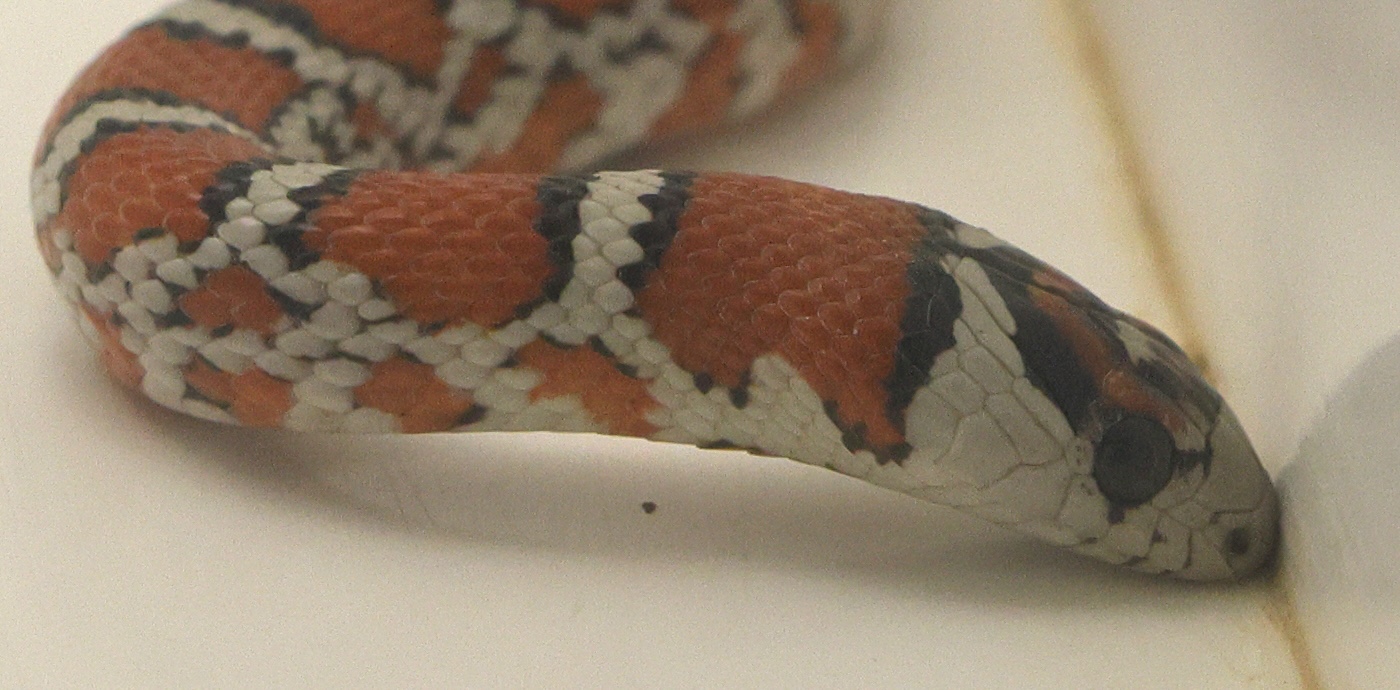 Afficher le média lampropeltis_pyromelana_juv2md lampropeltis_pyromelana_juv2md