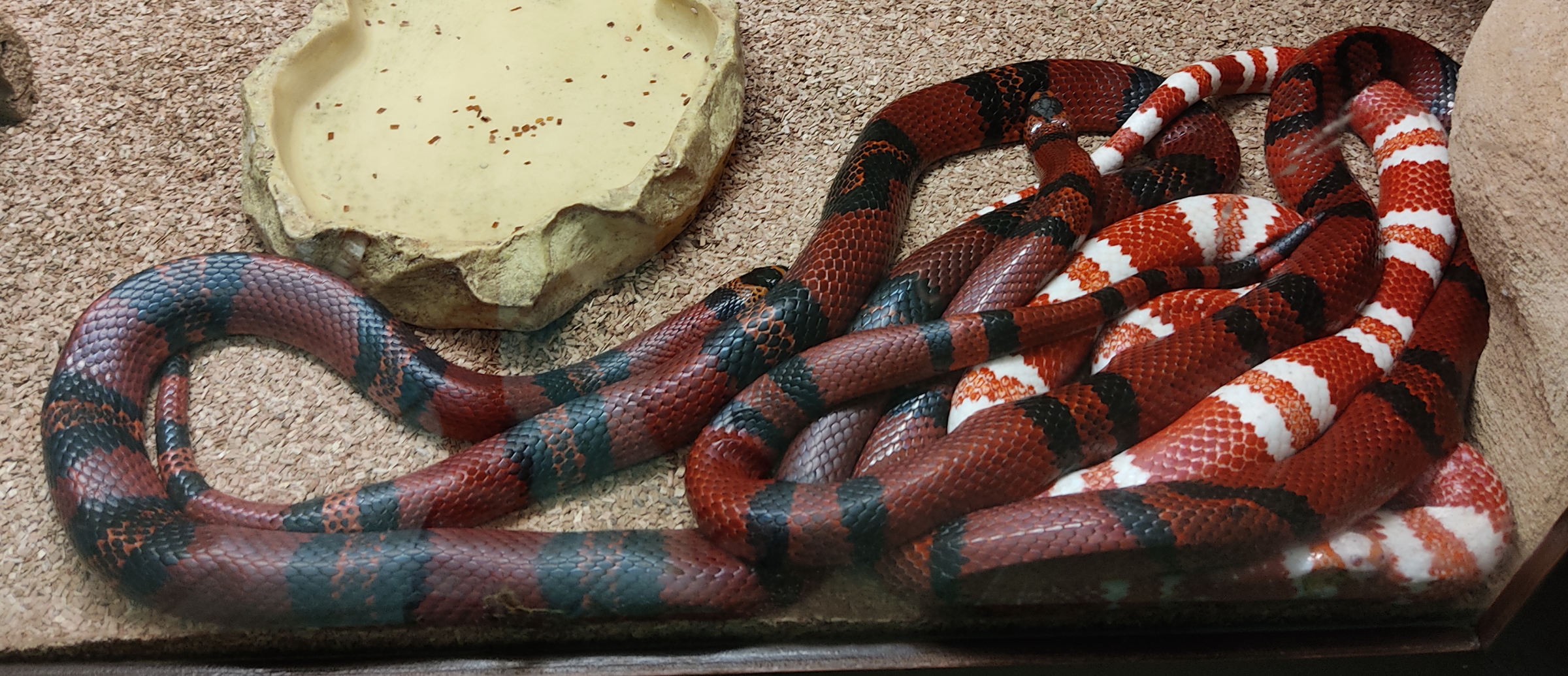 Afficher le média lampropeltis_triangulum_hondurensis2bd lampropeltis_triangulum_hondurensis2bd