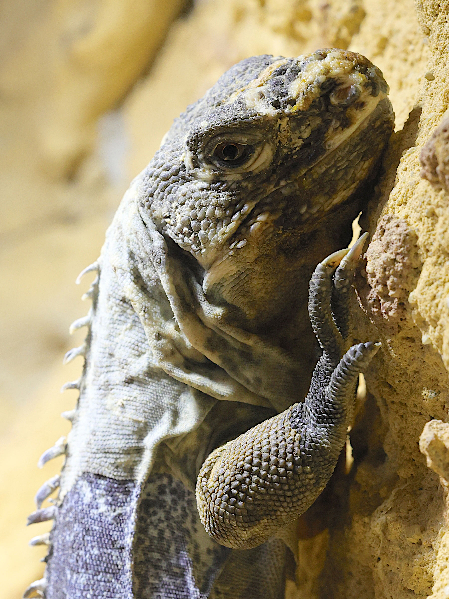 Afficher le média ctenosaura_palearis2md ctenosaura_palearis2md