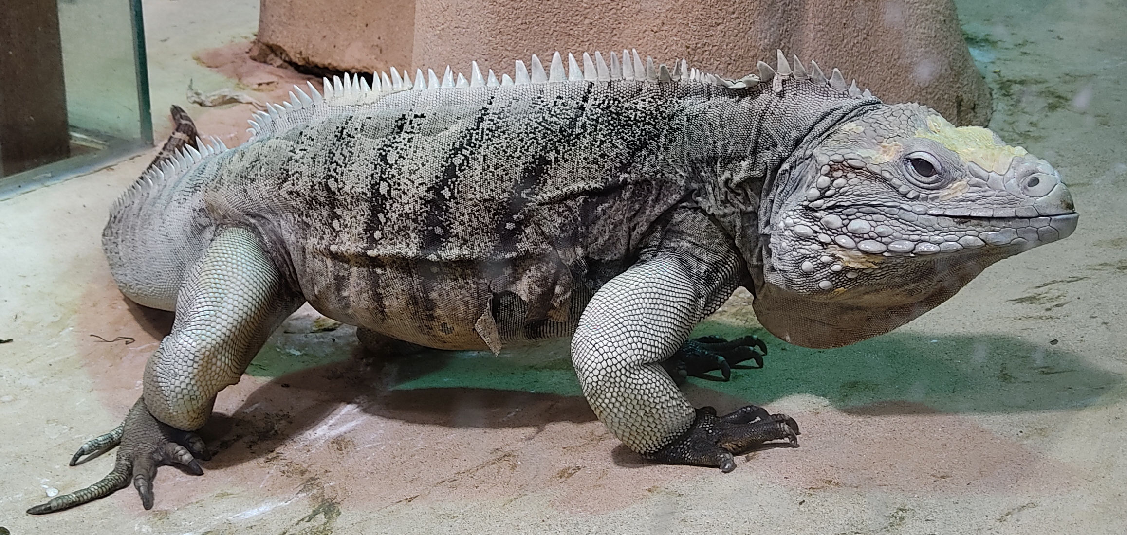cyclura_lewisi1bd