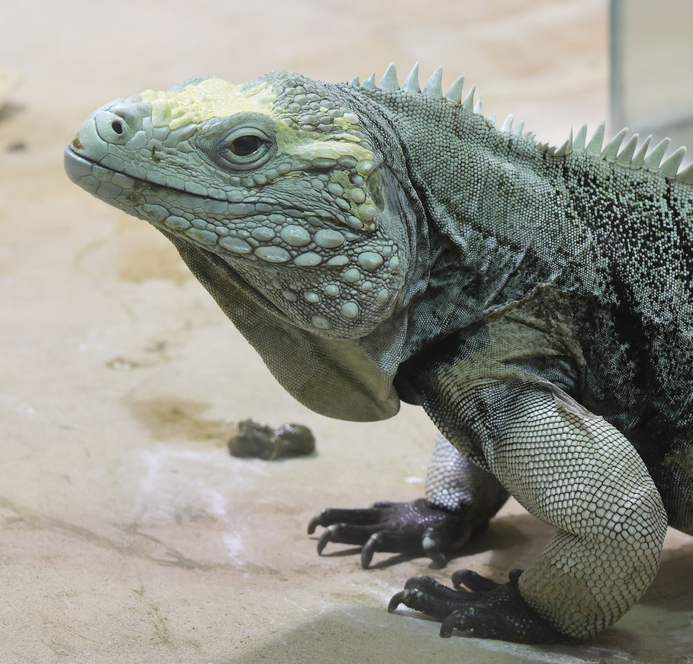 cyclura_lewisi2md