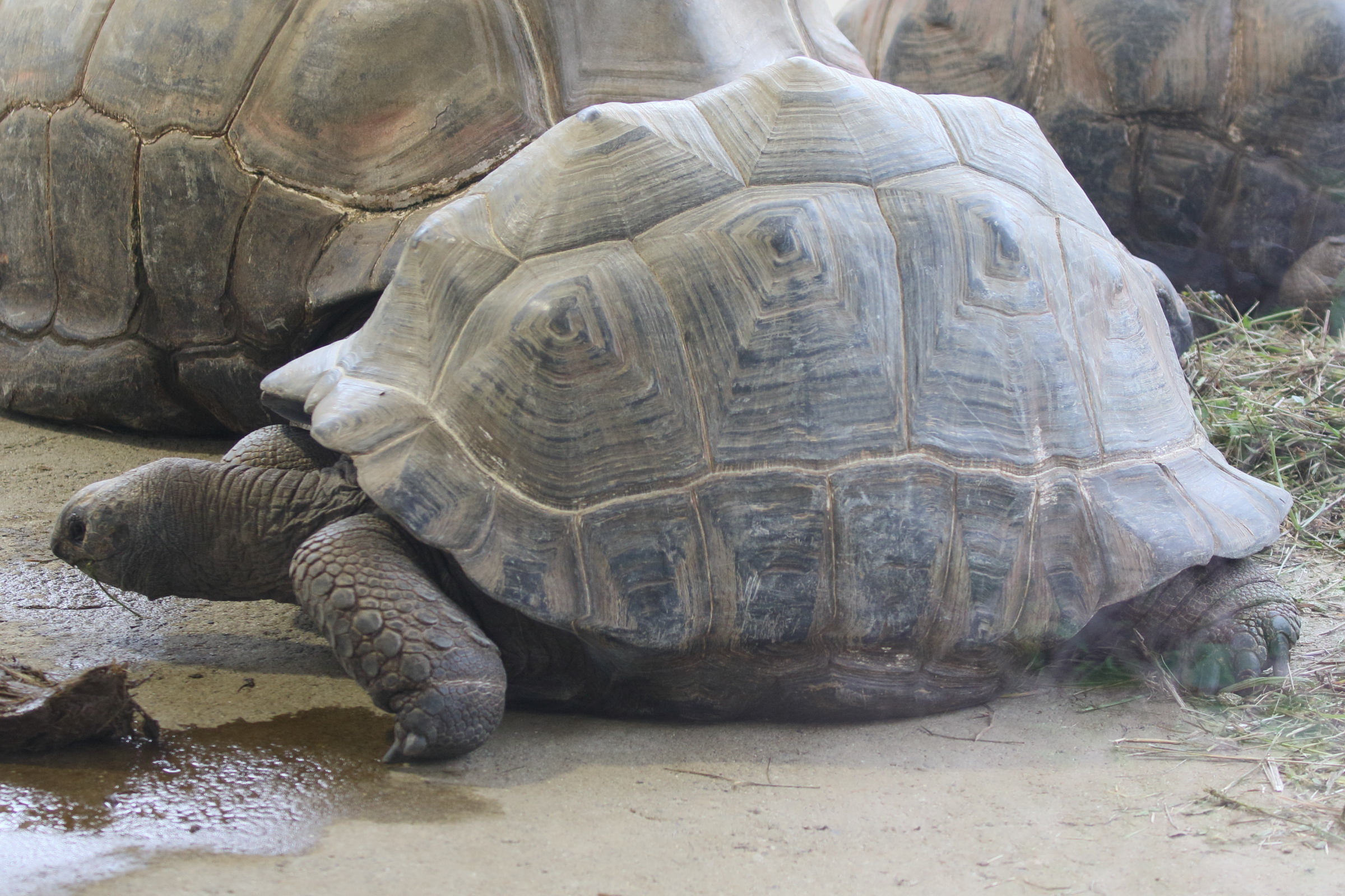 Afficher le média dipsochelys_elephantina1md dipsochelys_elephantina1md