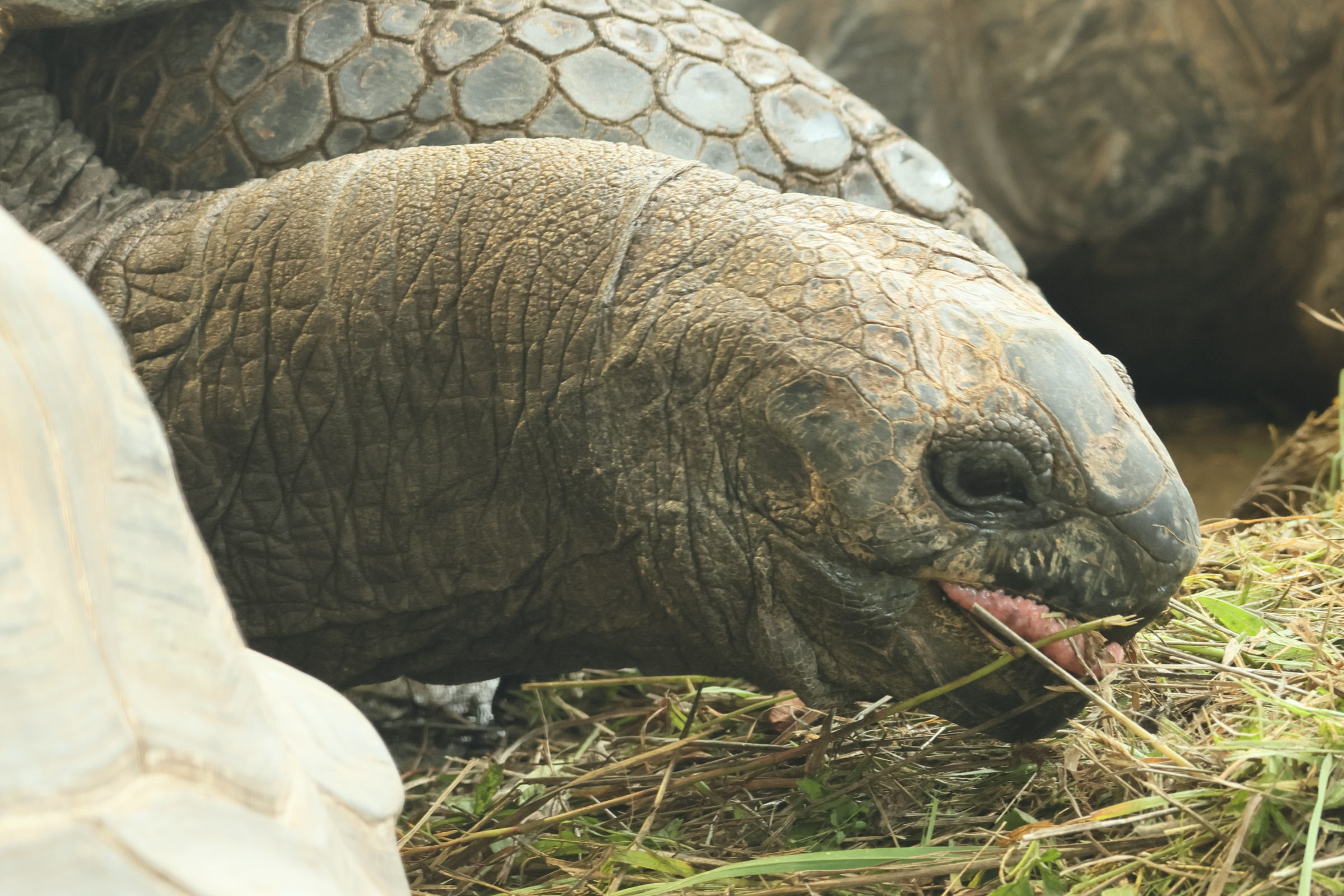 Afficher le média dipsochelys_elephantina3bd dipsochelys_elephantina3bd