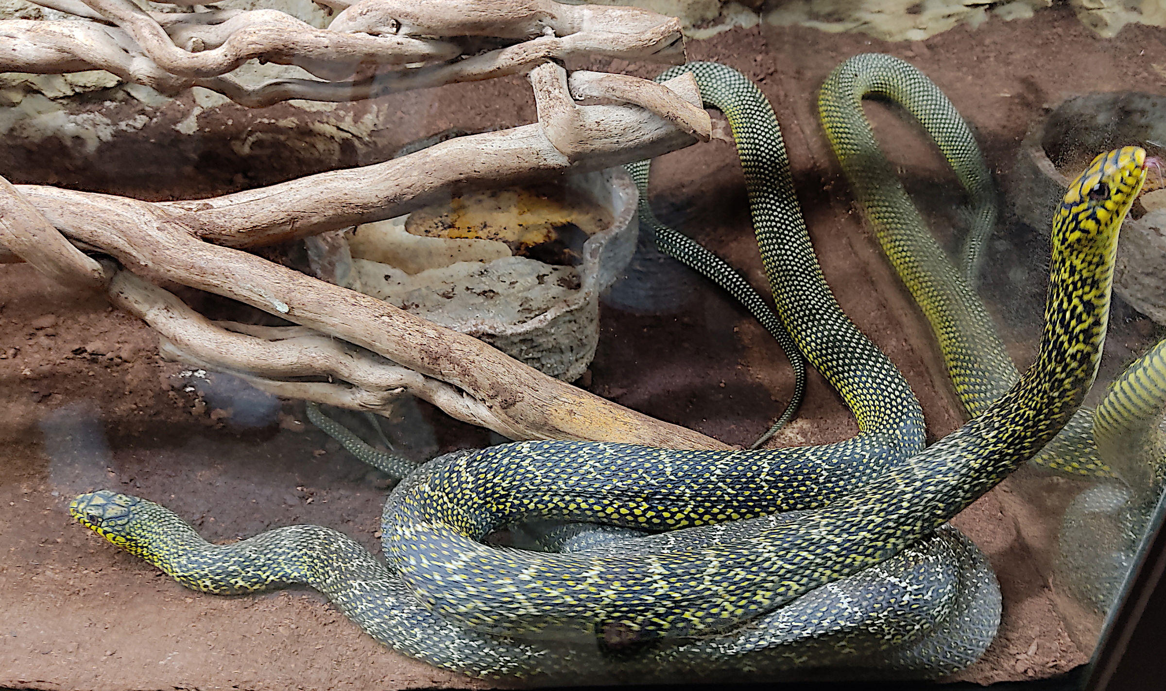 Afficher le média elaphe_carinata1bd elaphe_carinata1bd