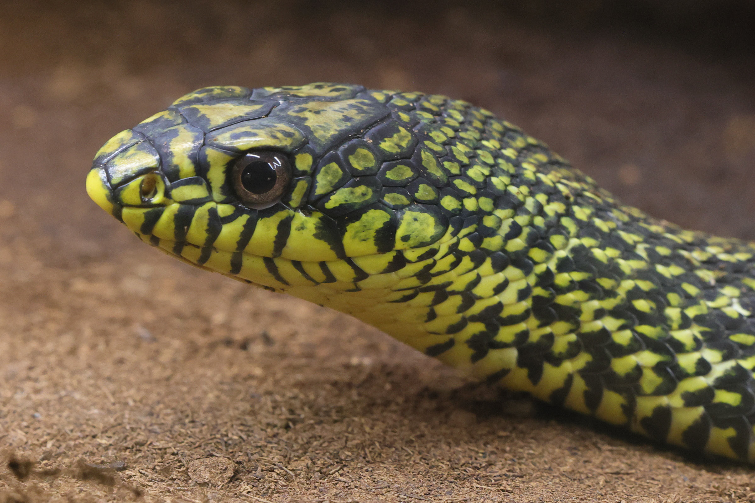 Afficher le média elaphe_carinata2md elaphe_carinata2md