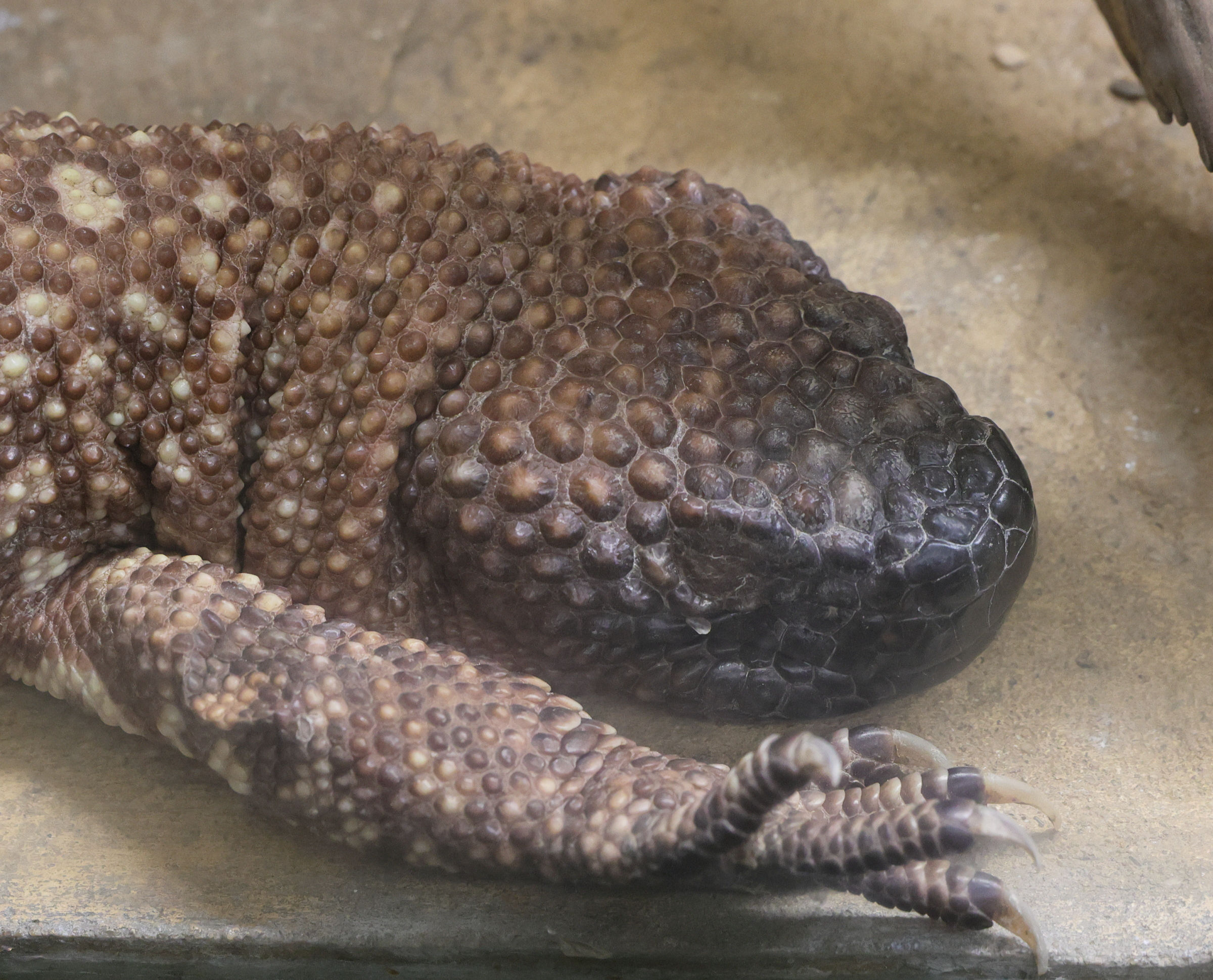 Afficher le média heloderma_horridum2md heloderma_horridum2md