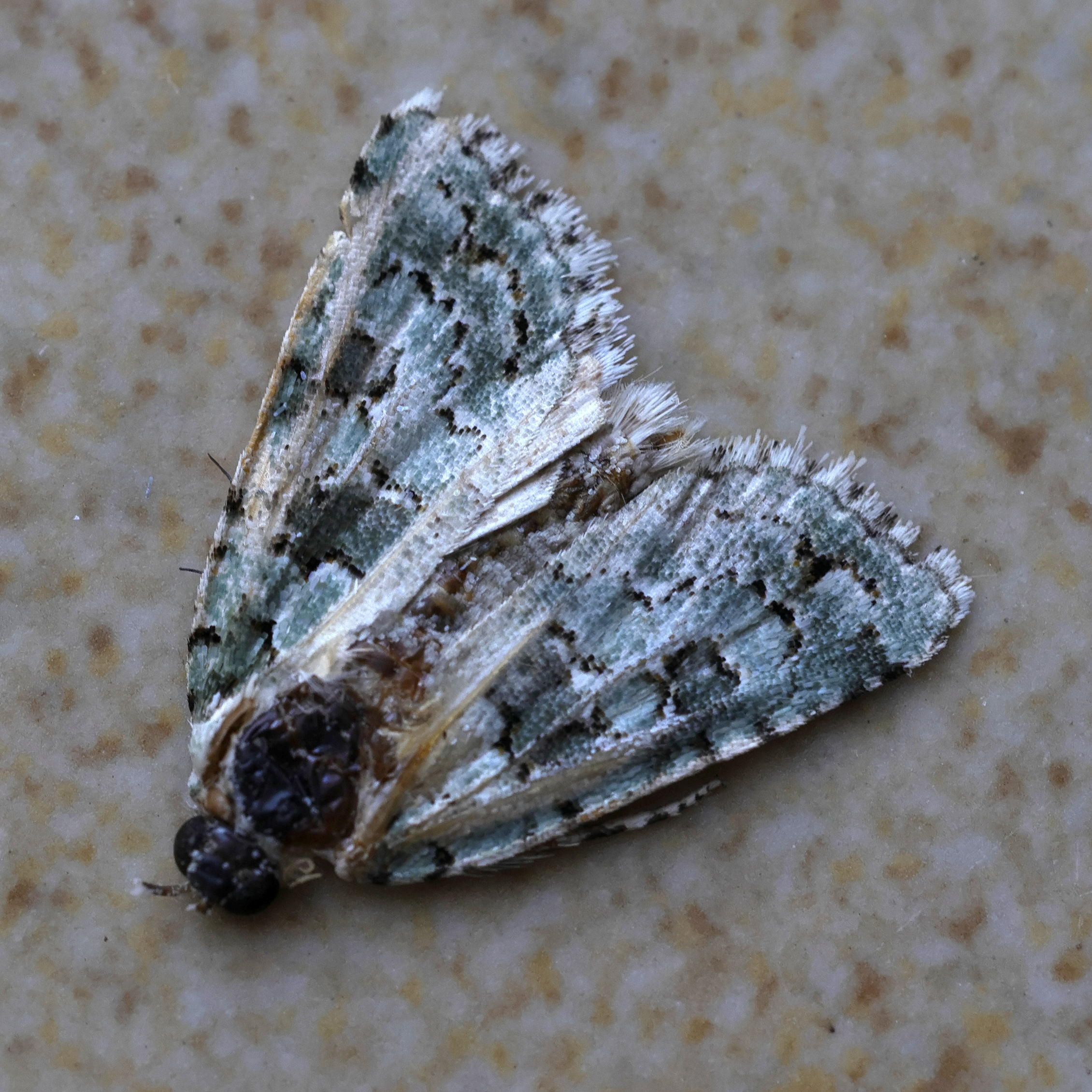 nyctobrya_muralis2md