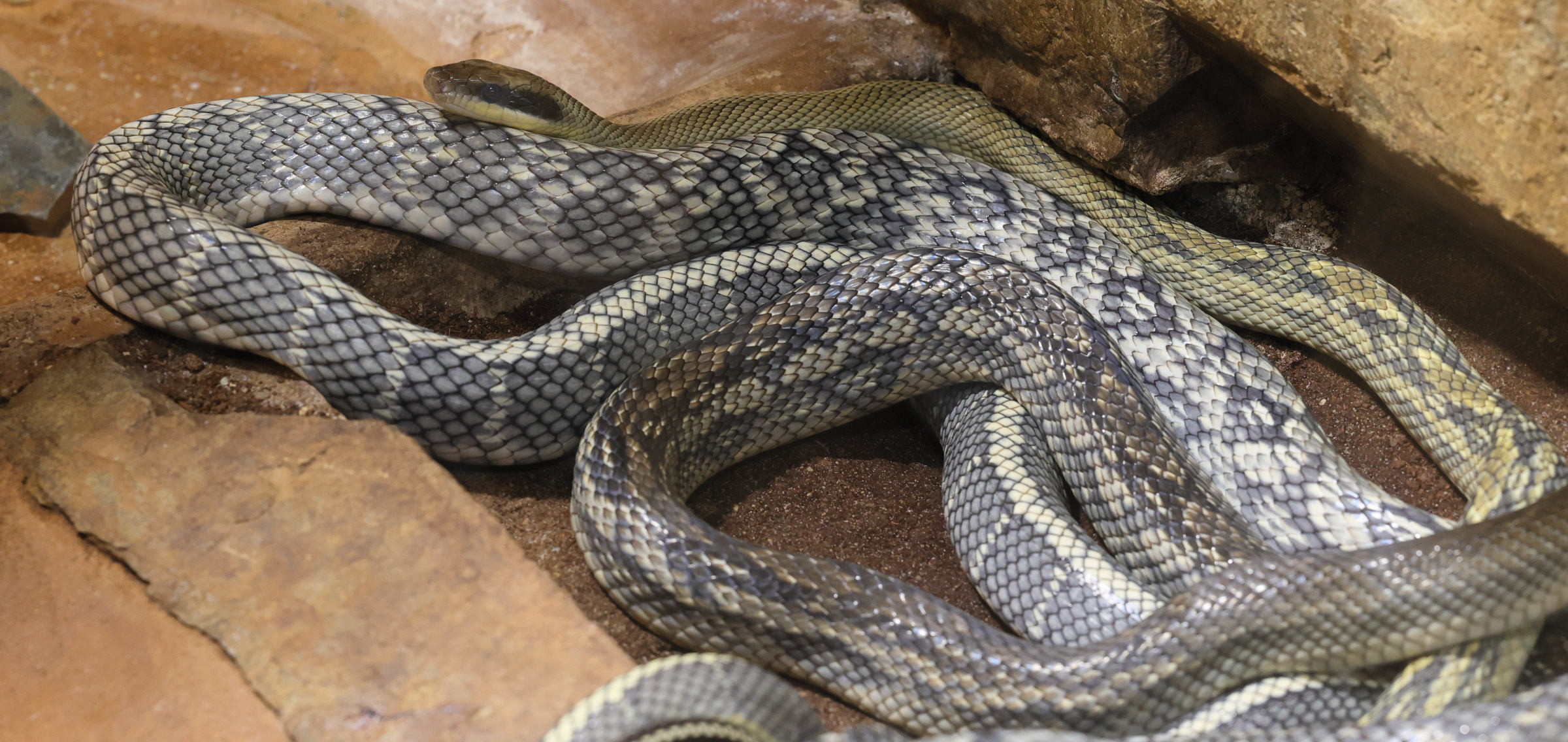 orthriophis_taeniurus2md