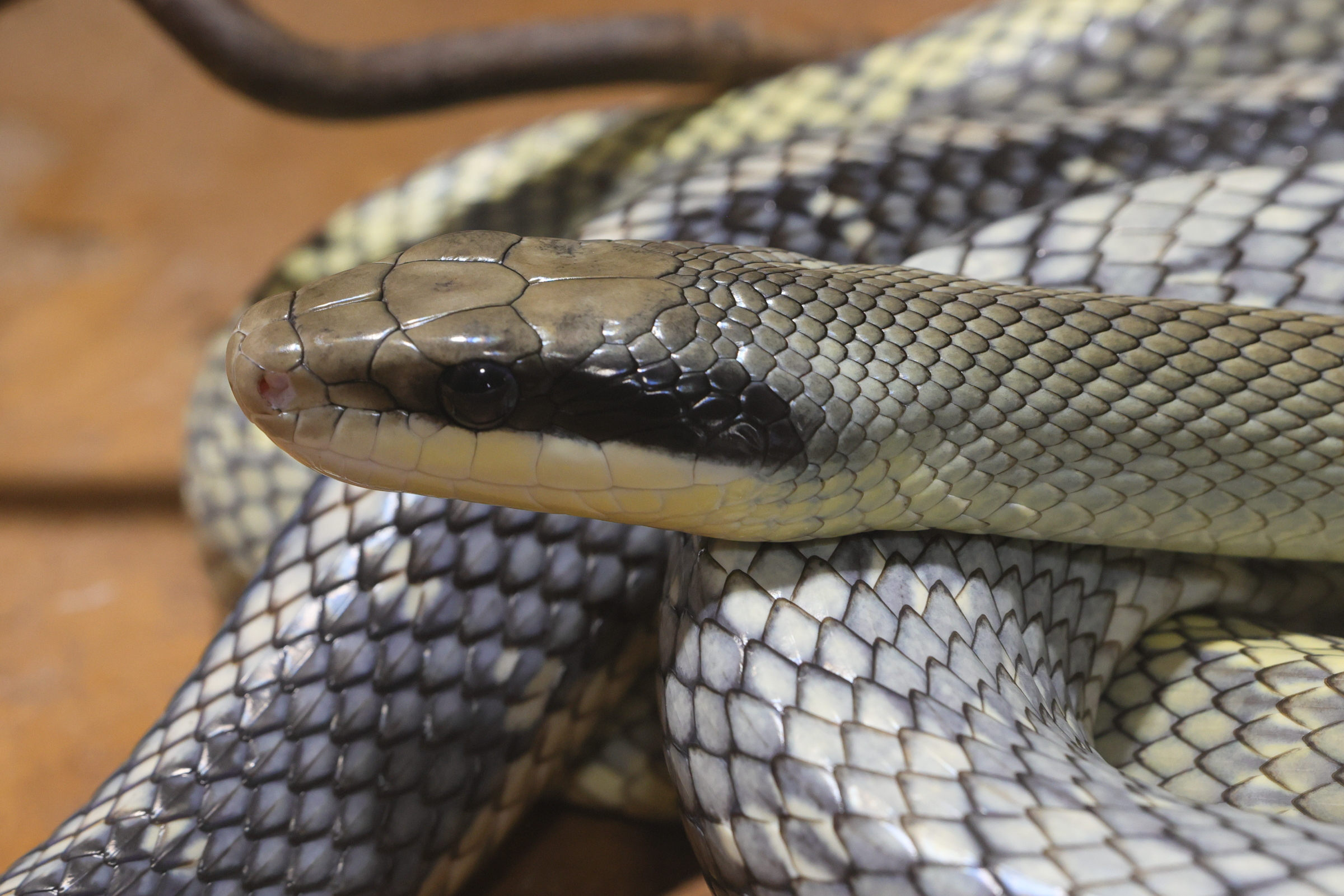 orthriophis_taeniurus3md