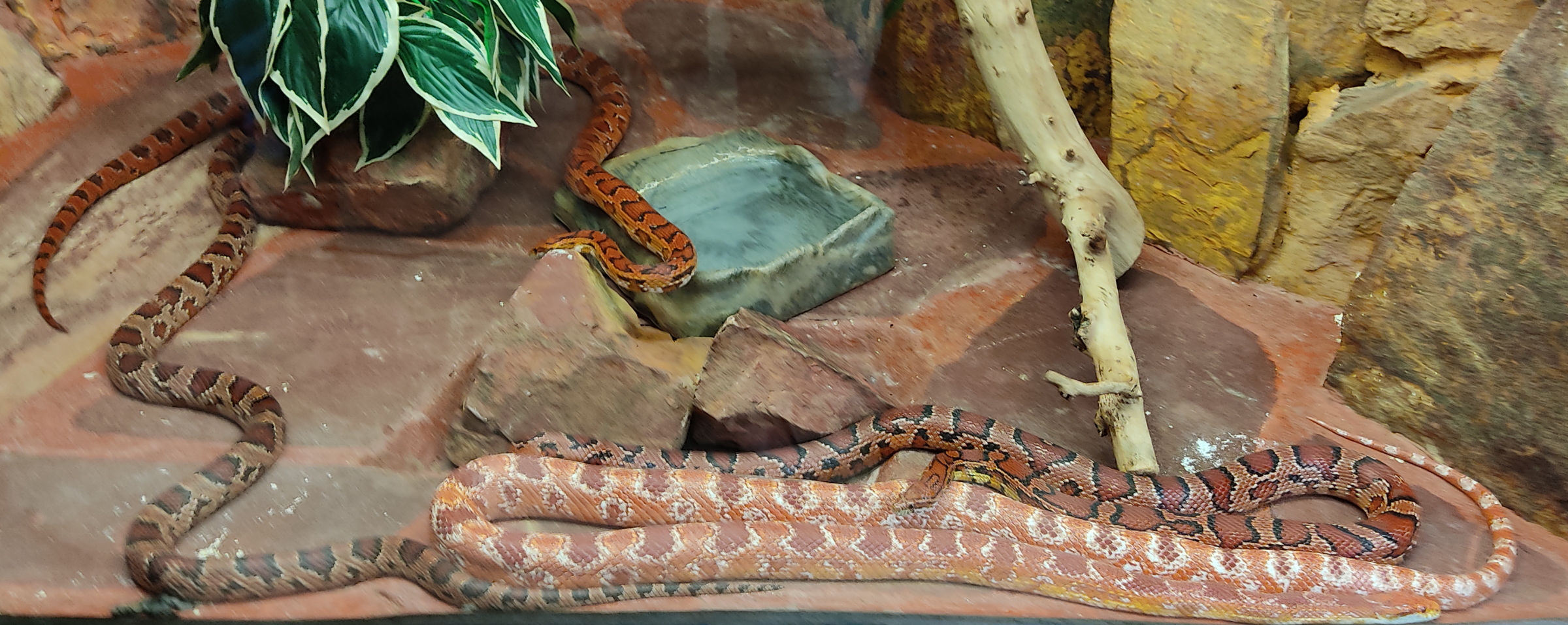 Afficher le média pantherophis_guttatus5bd pantherophis_guttatus5bd