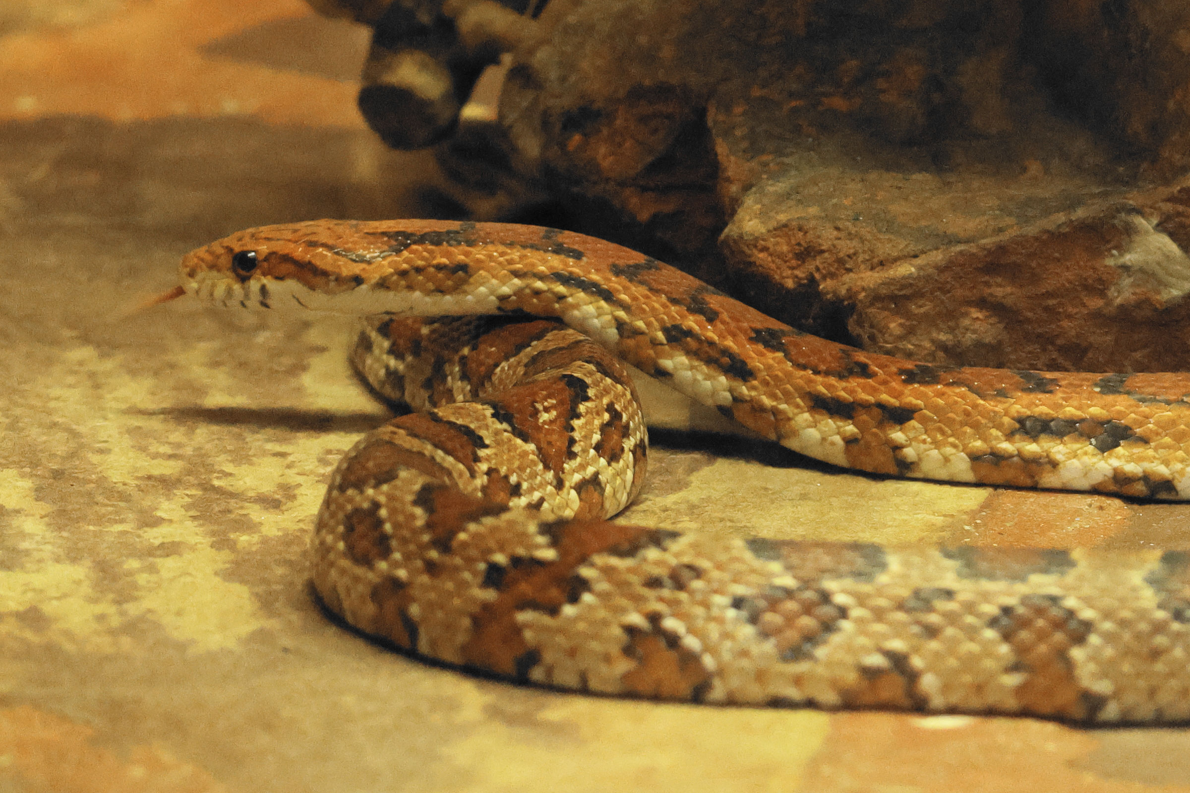 Afficher le média pantherophis_guttatus6bd pantherophis_guttatus6bd