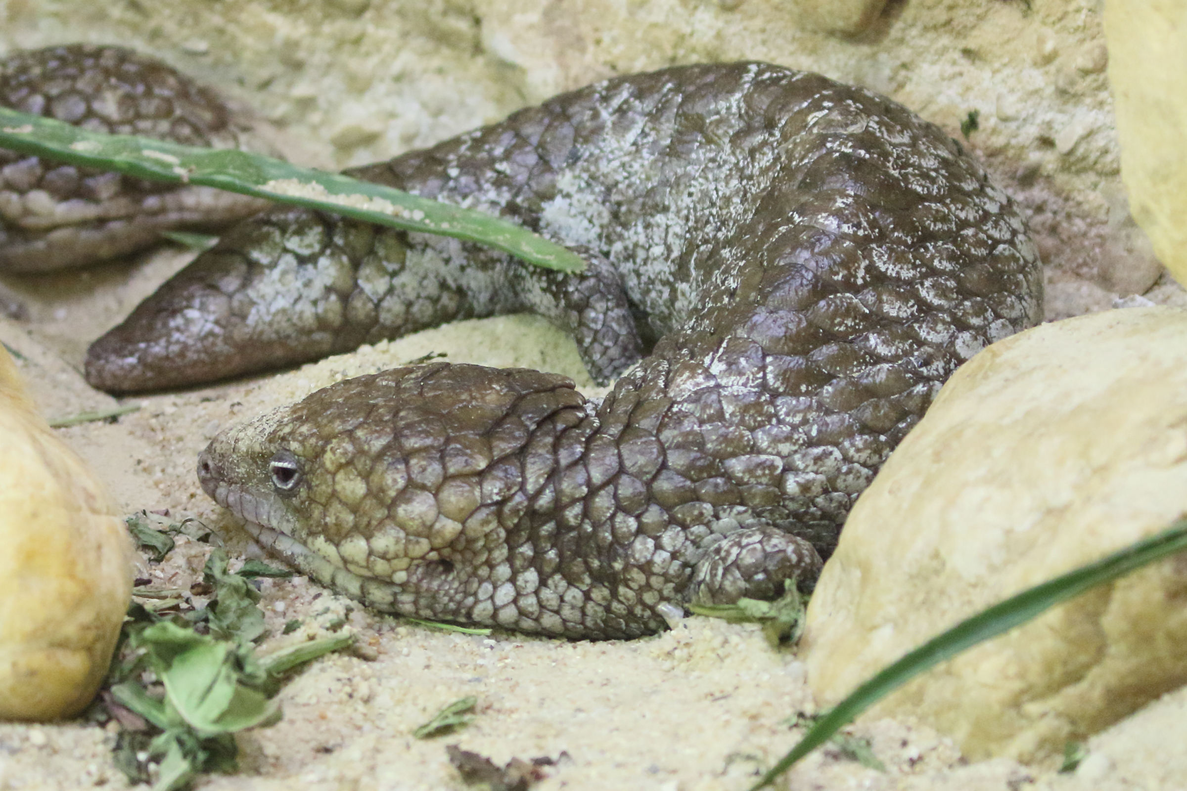 tiliqua_rugosa2md